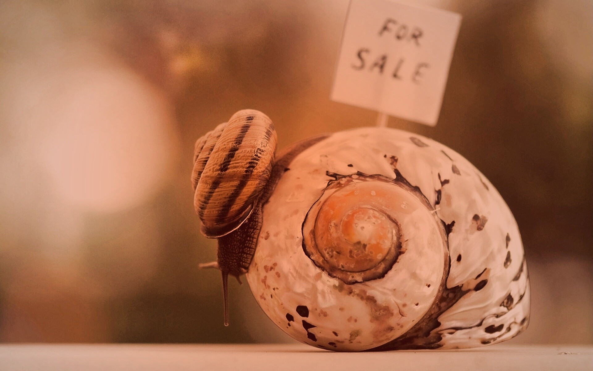 Улитка приматрвиает новый дом обои