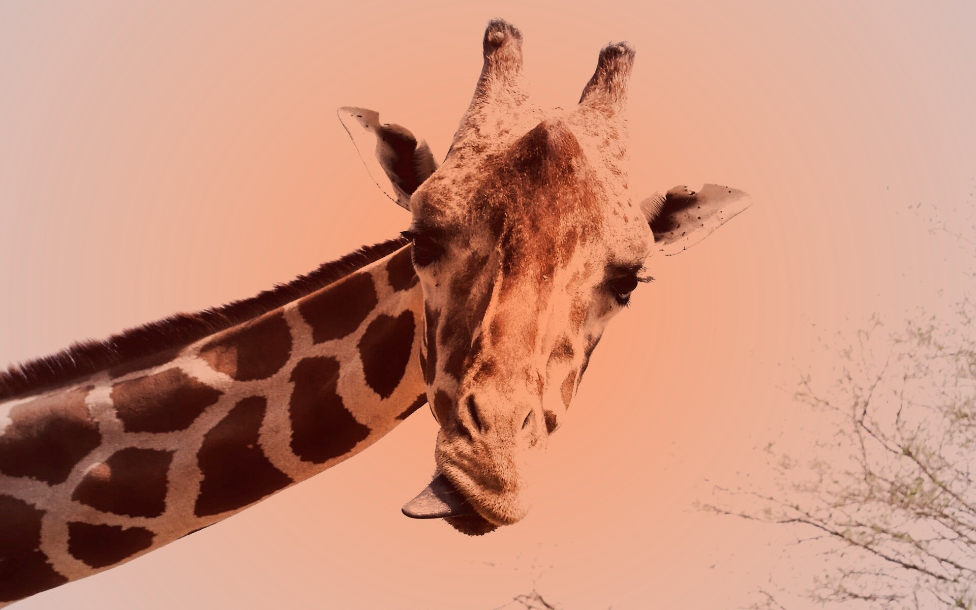 Жираф показывает язык обои