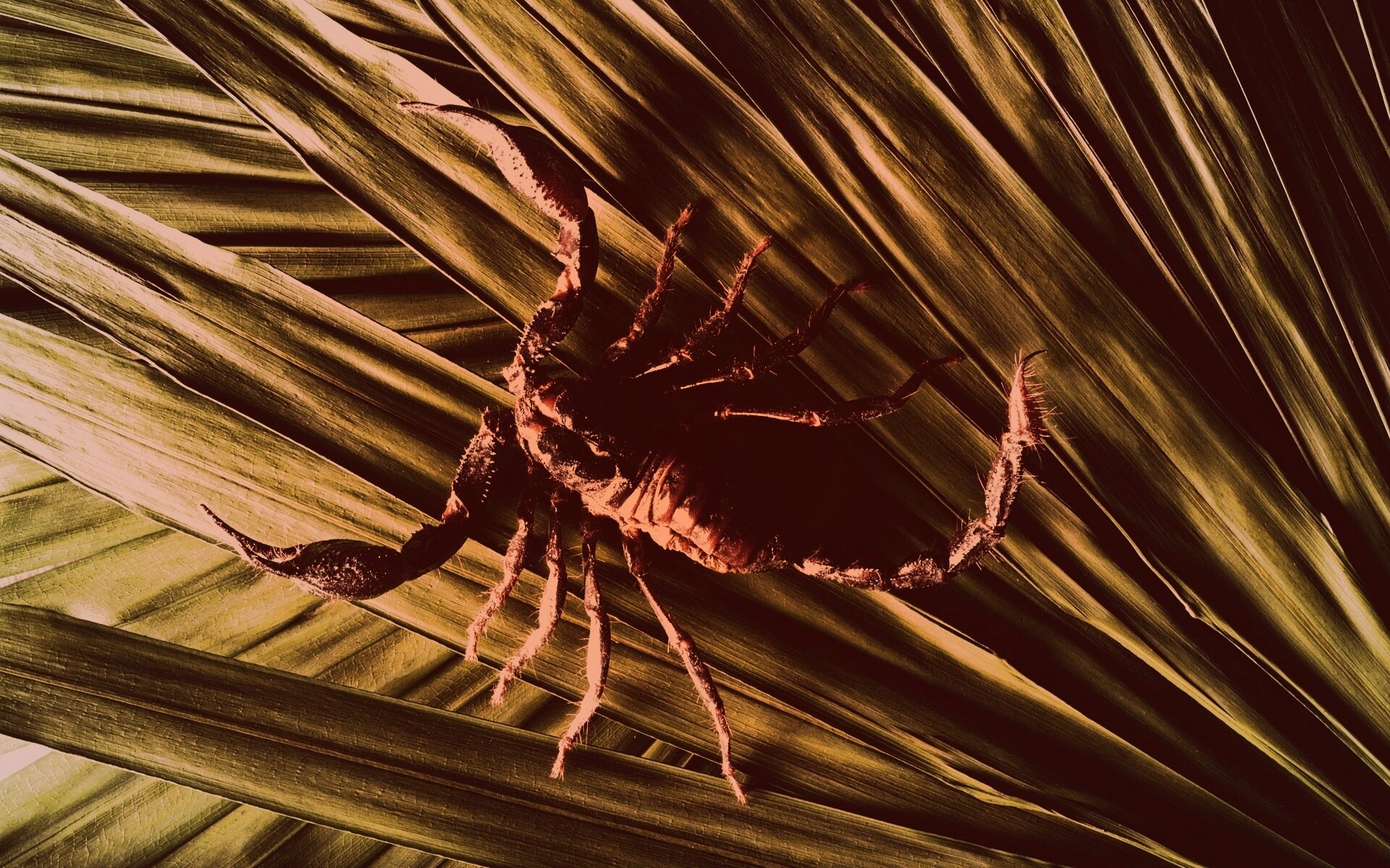 Скорпион на траве обои