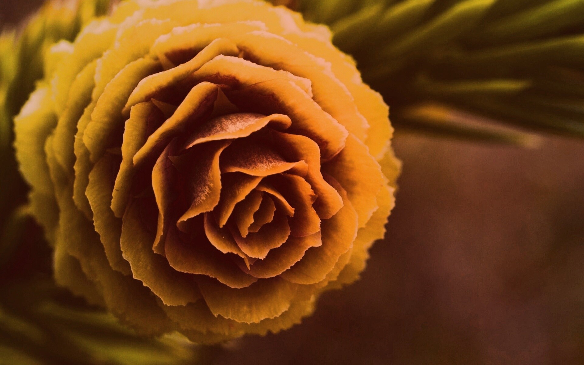 Молодая шишка обои