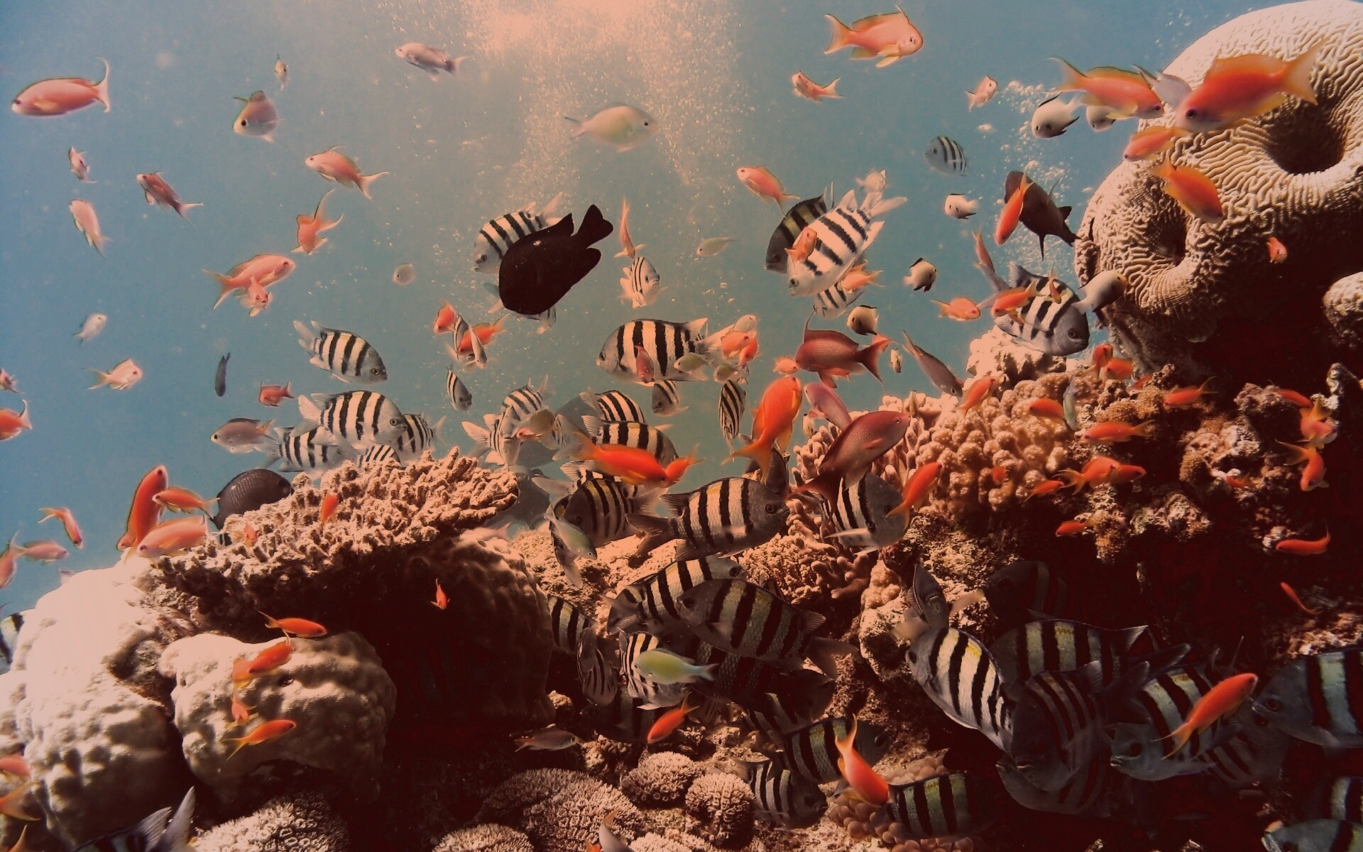 Жизнь в корраловом рифе обои