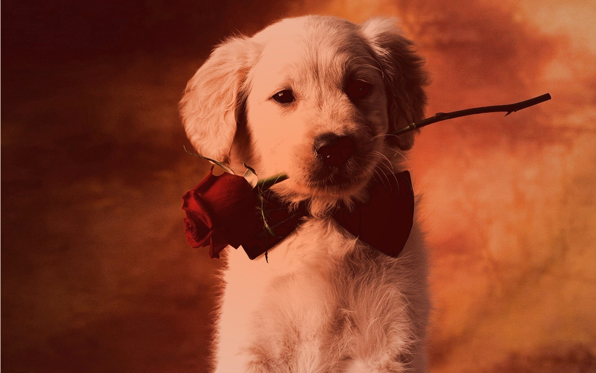 Щенок с розой в зубах обои