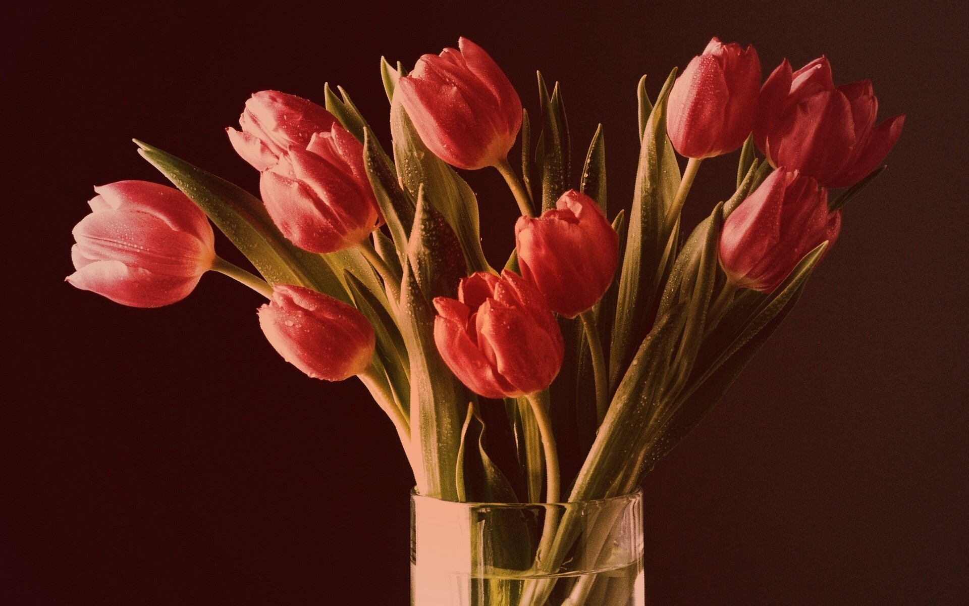 Букет тюльпанов обои