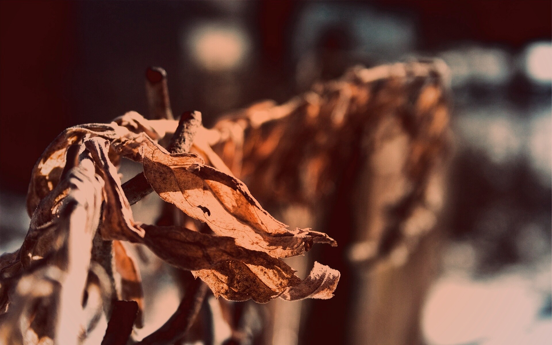 Сухие листья на железном заборе обои