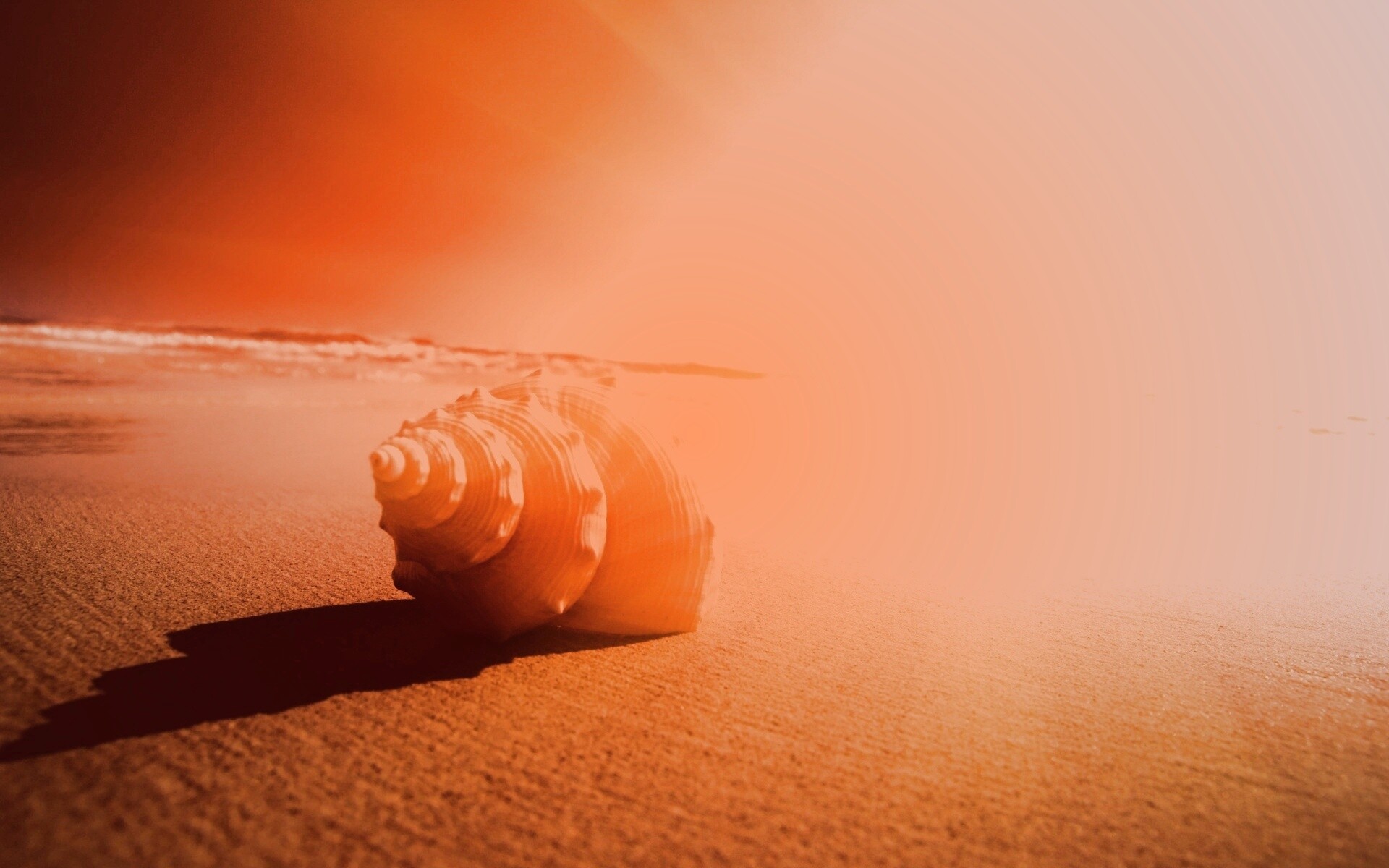 Золотистая ракушка обои