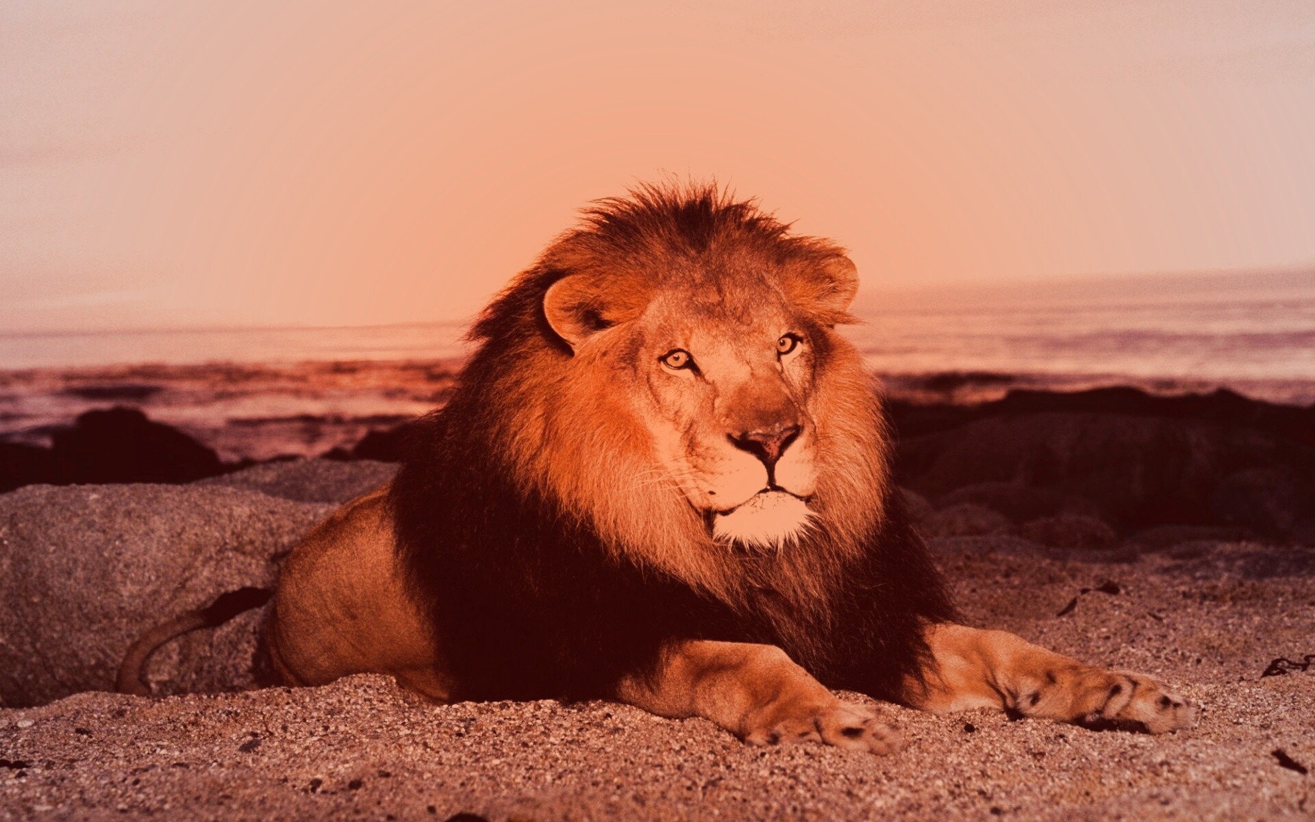 Лев на берегу океана обои