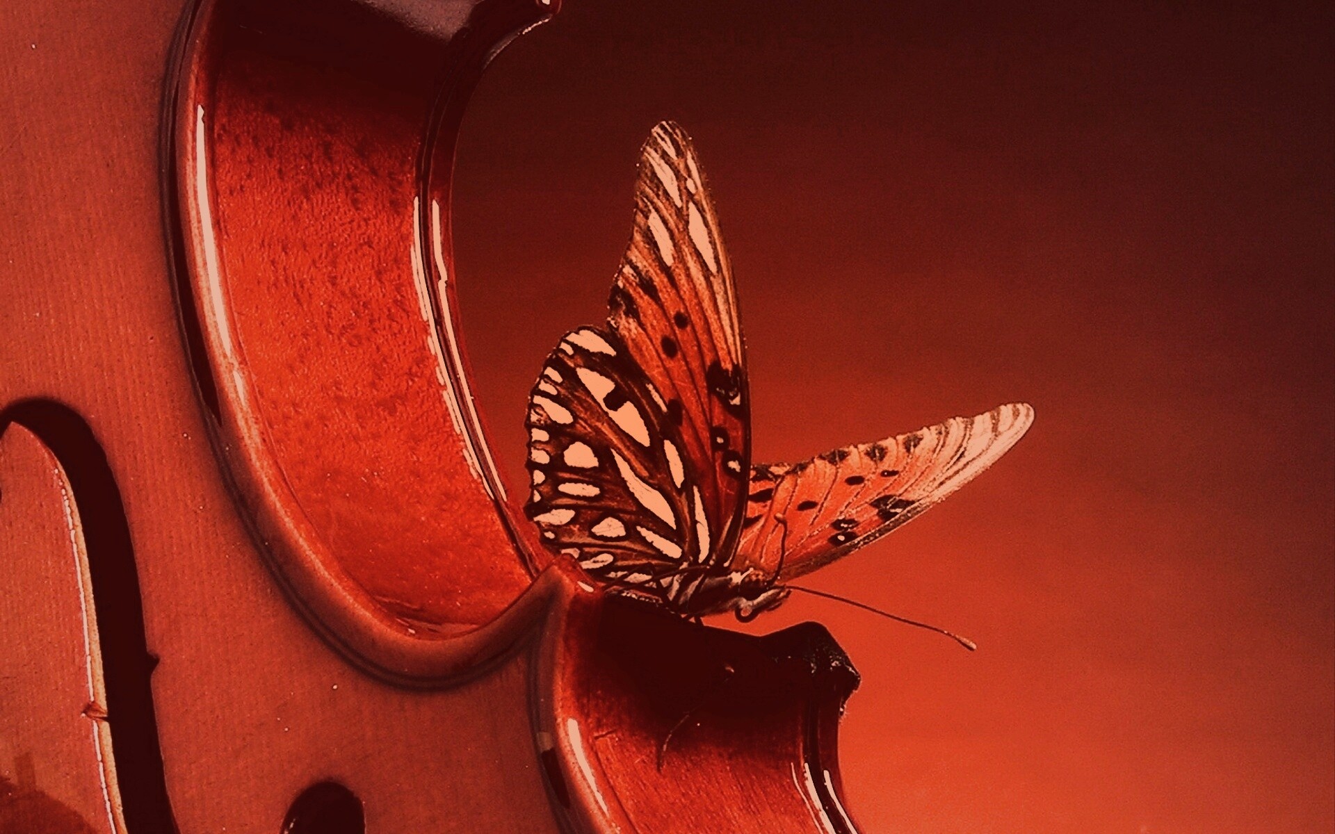 Бабочка на скрипке обои