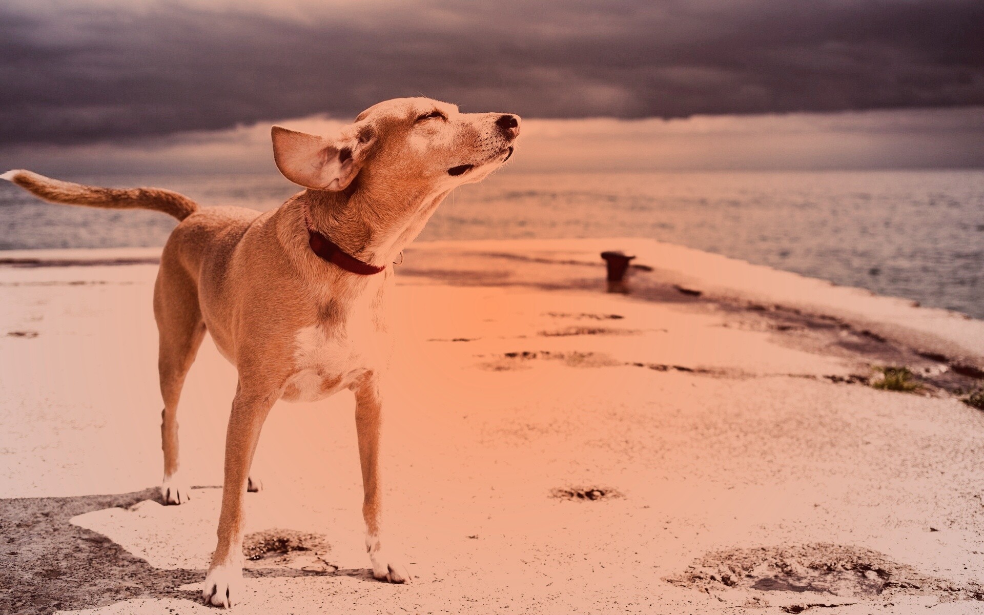 Собака на пирсе обои