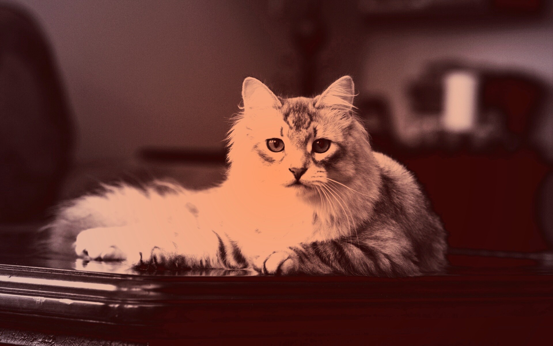 Кот благородных кровей обои