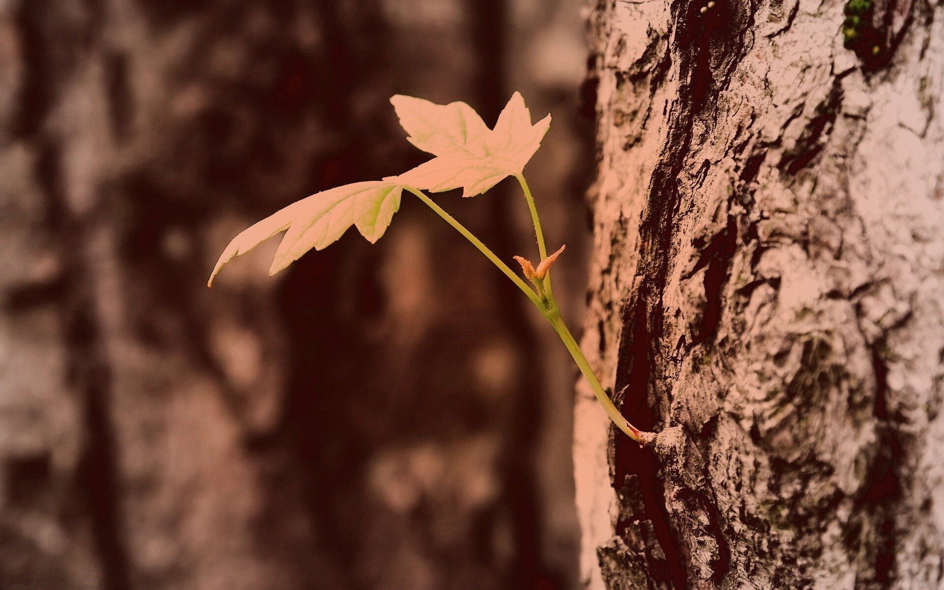 Молодой листик обои