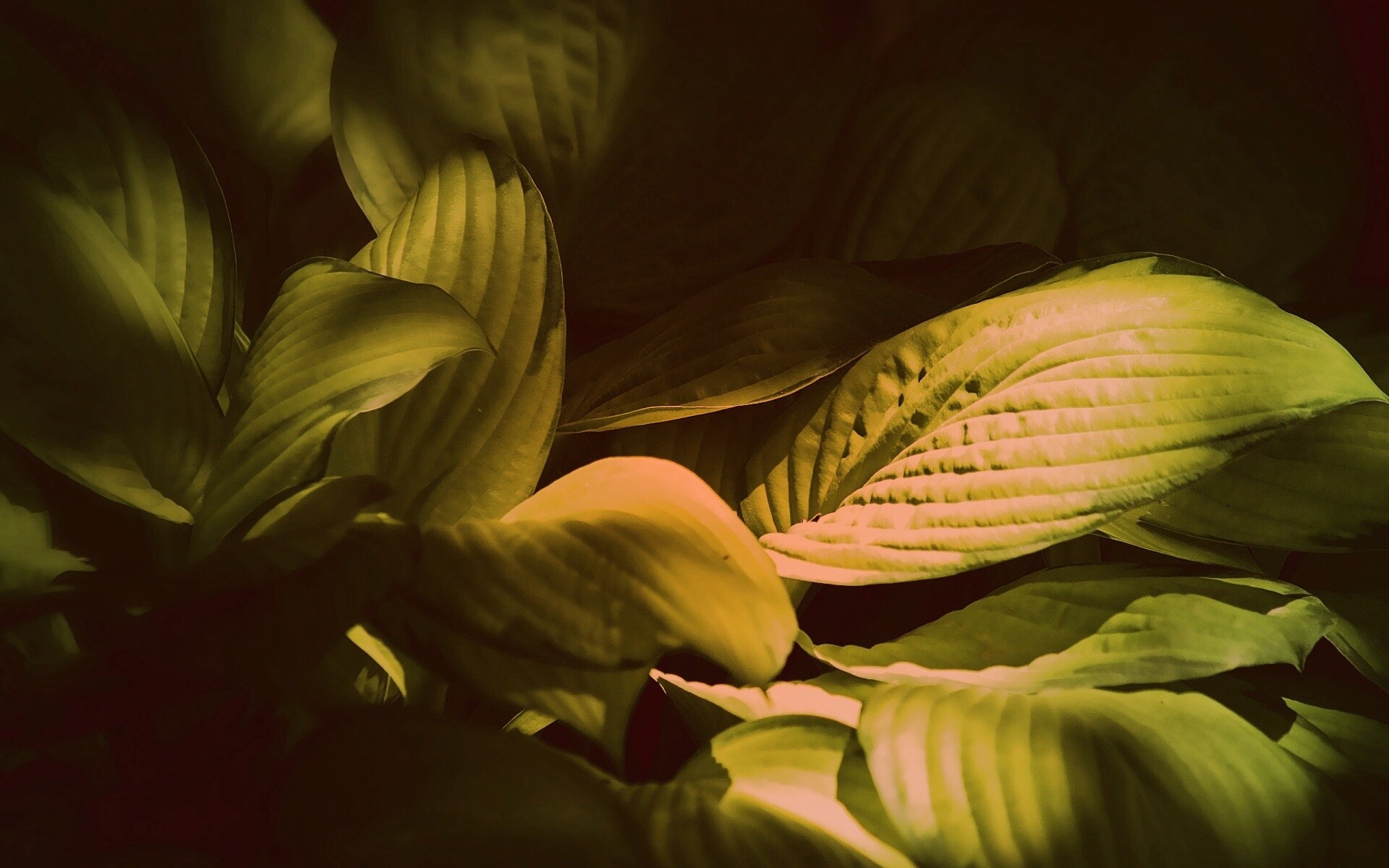 Хитросплетение зеленых листьев обои