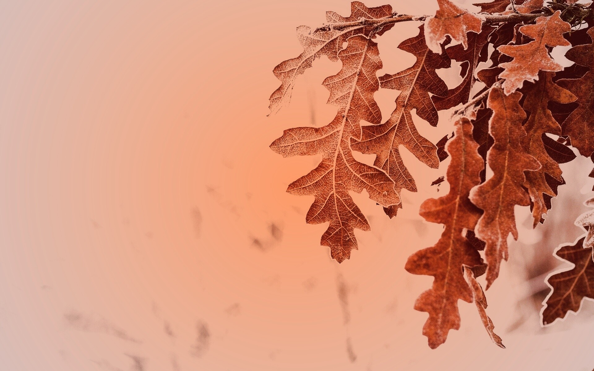 Дубовые листья обои