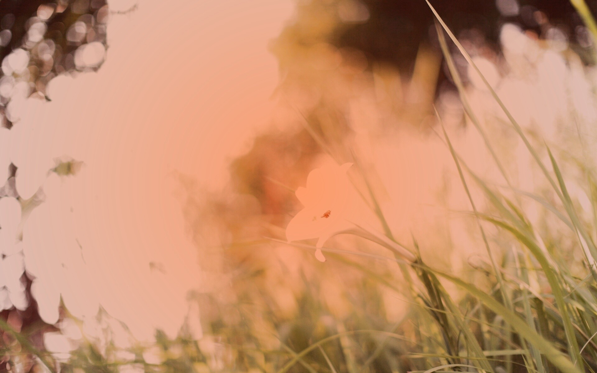 Цветок затерявшийся в траве обои