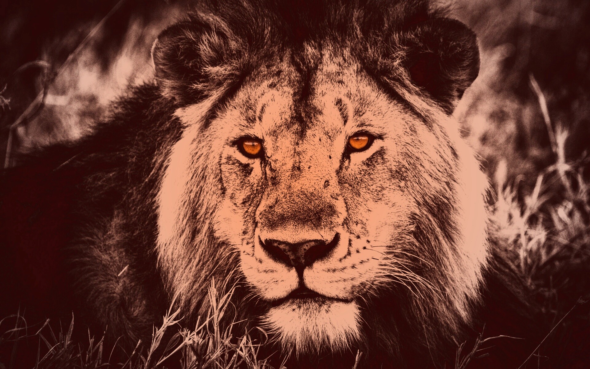 Гордый лев с горящими глазами обои