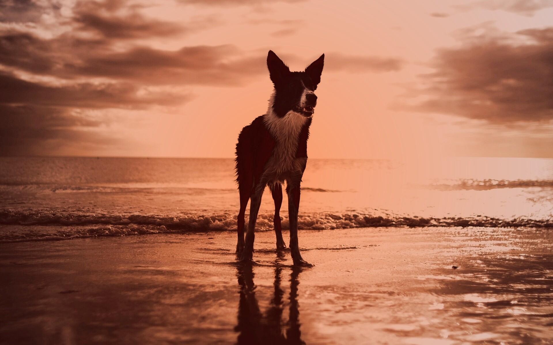 Собачка на пляже обои