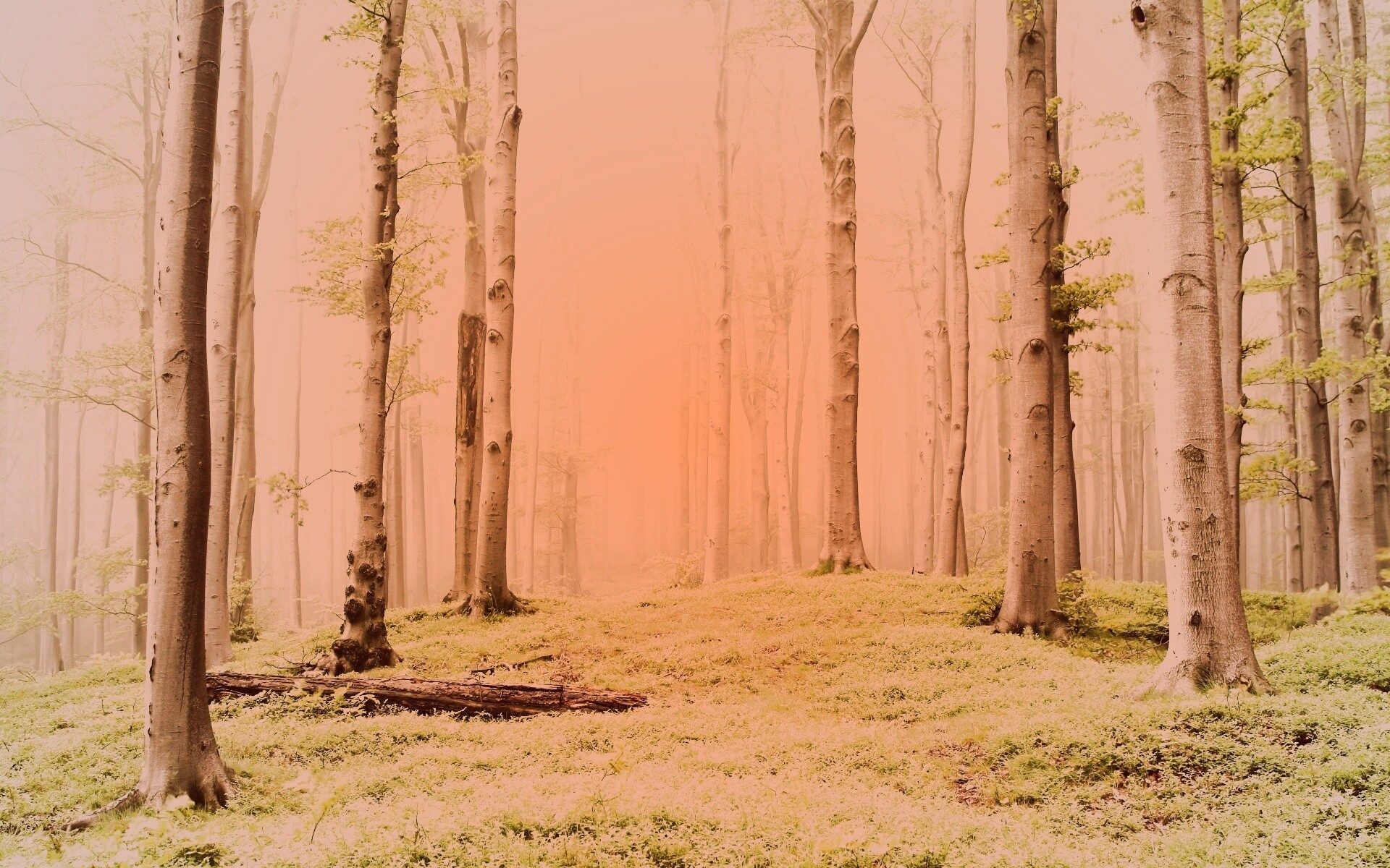 Опушка осинового леса обои