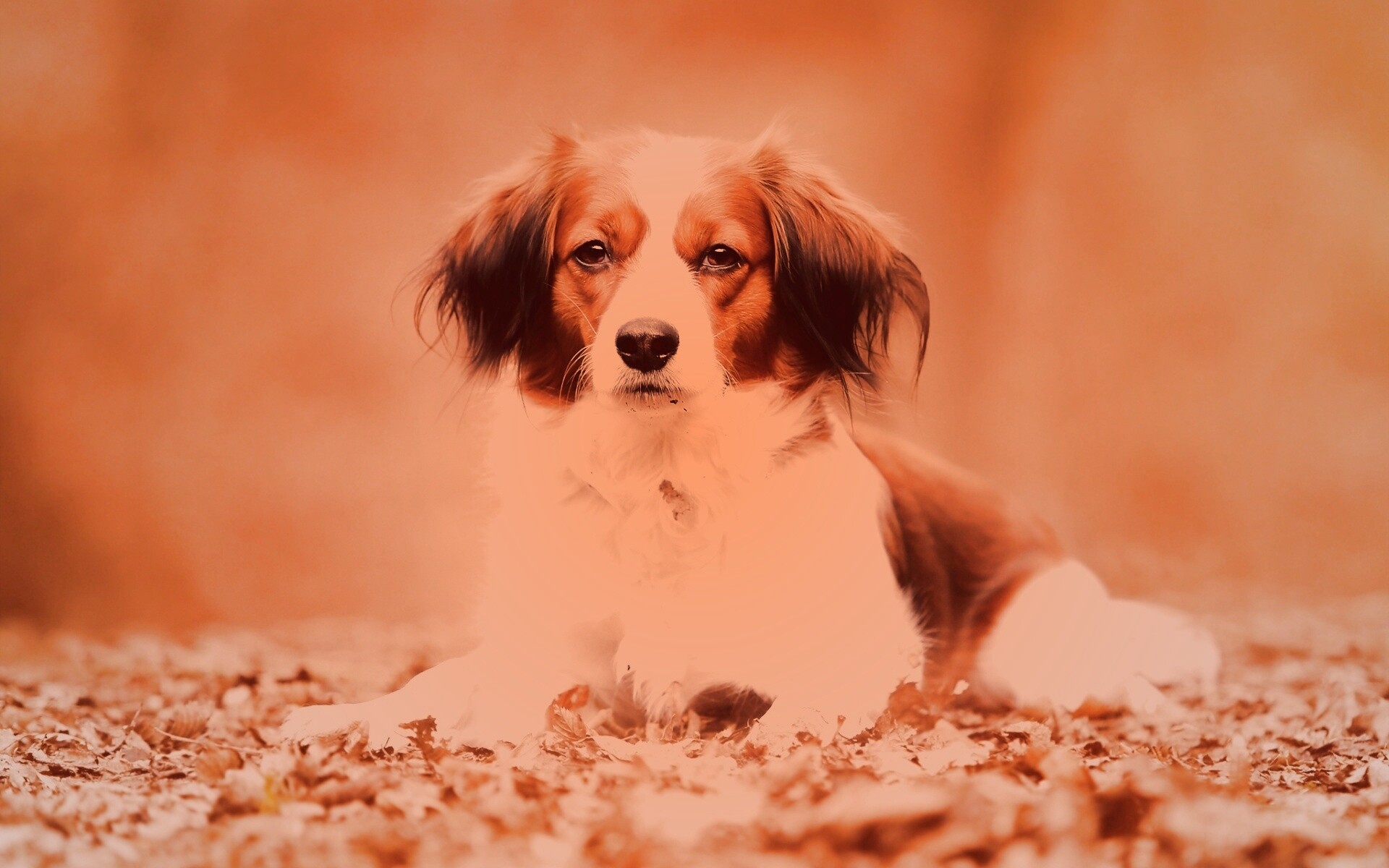 Собака на ковре из осенних листьев обои