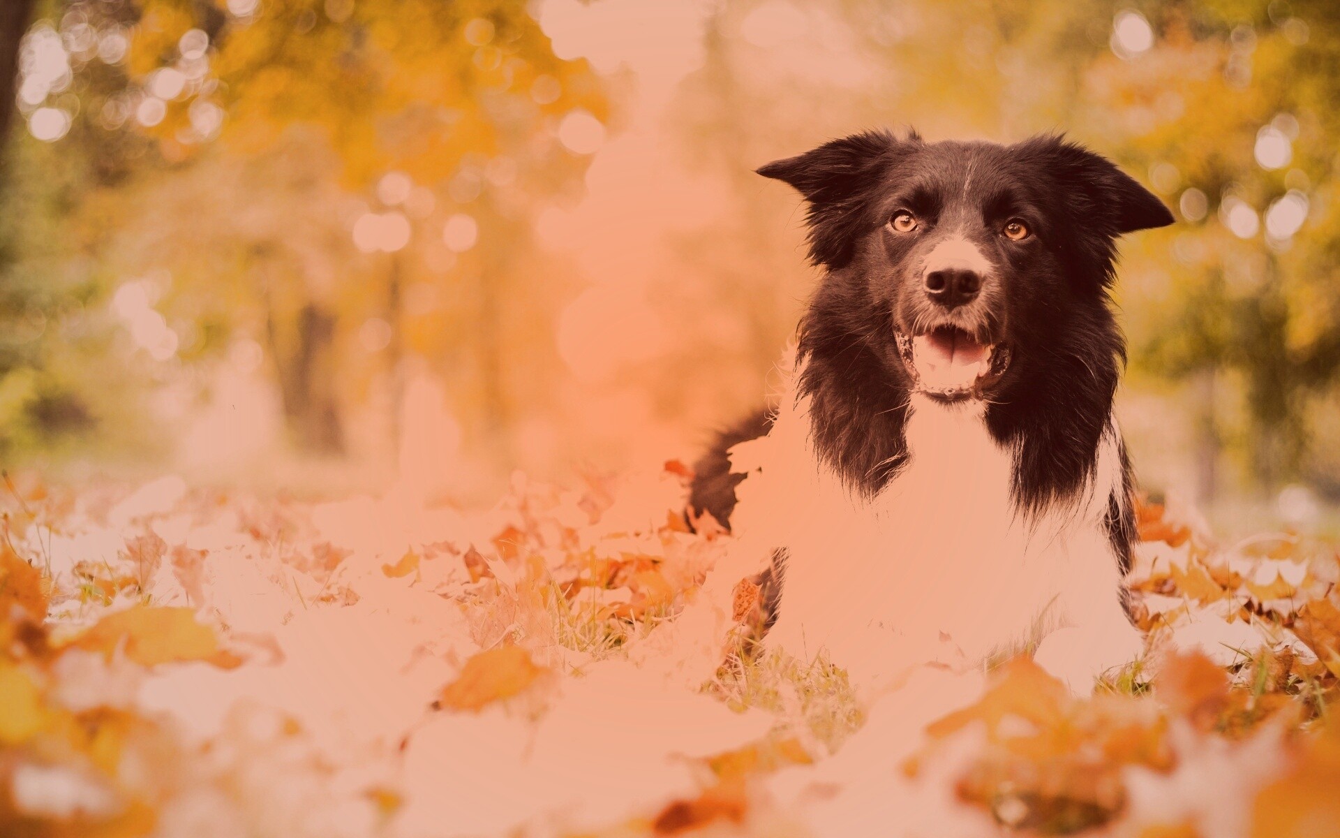 Пес среди листвы обои