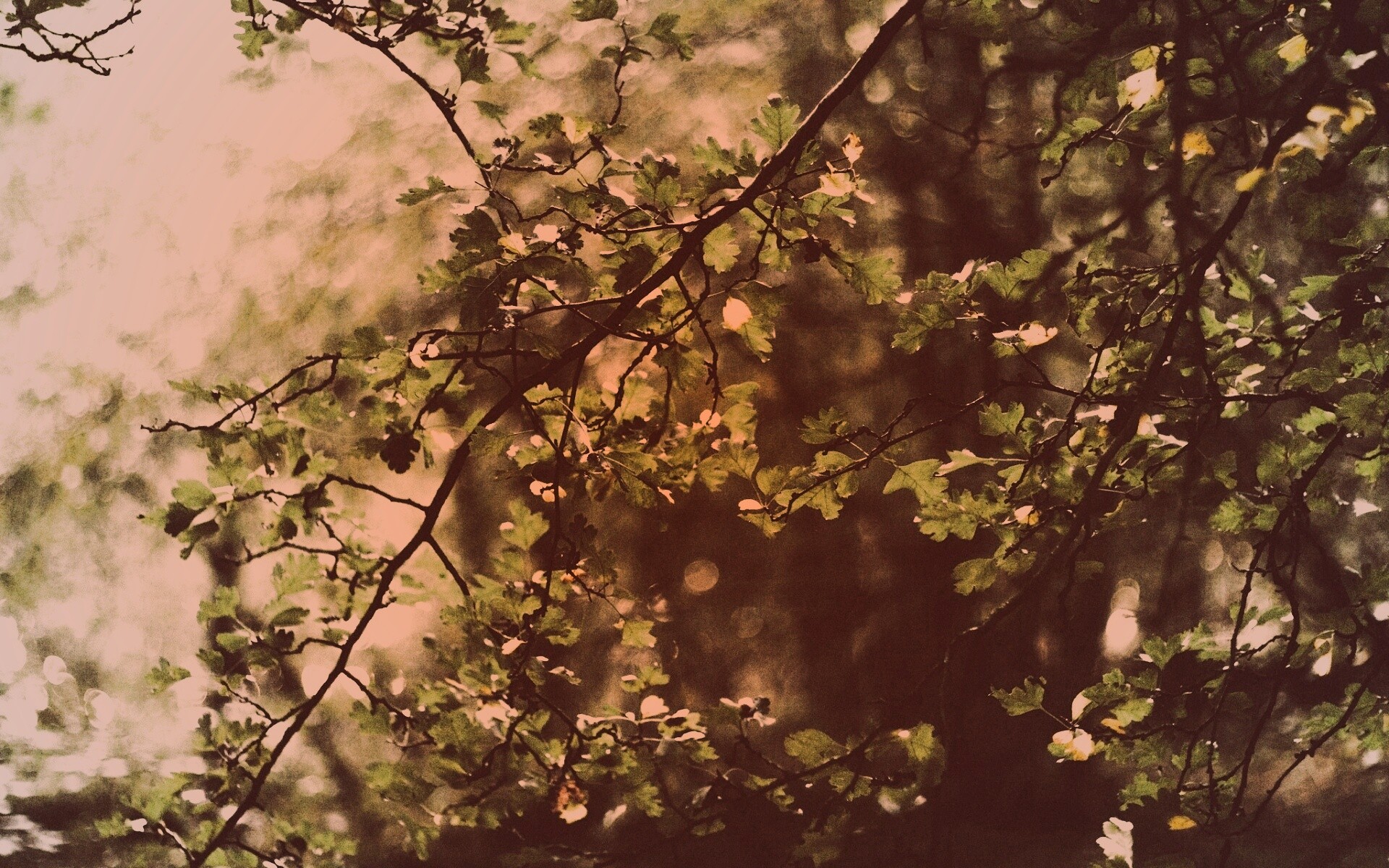 Дубовая зеленая листва обои