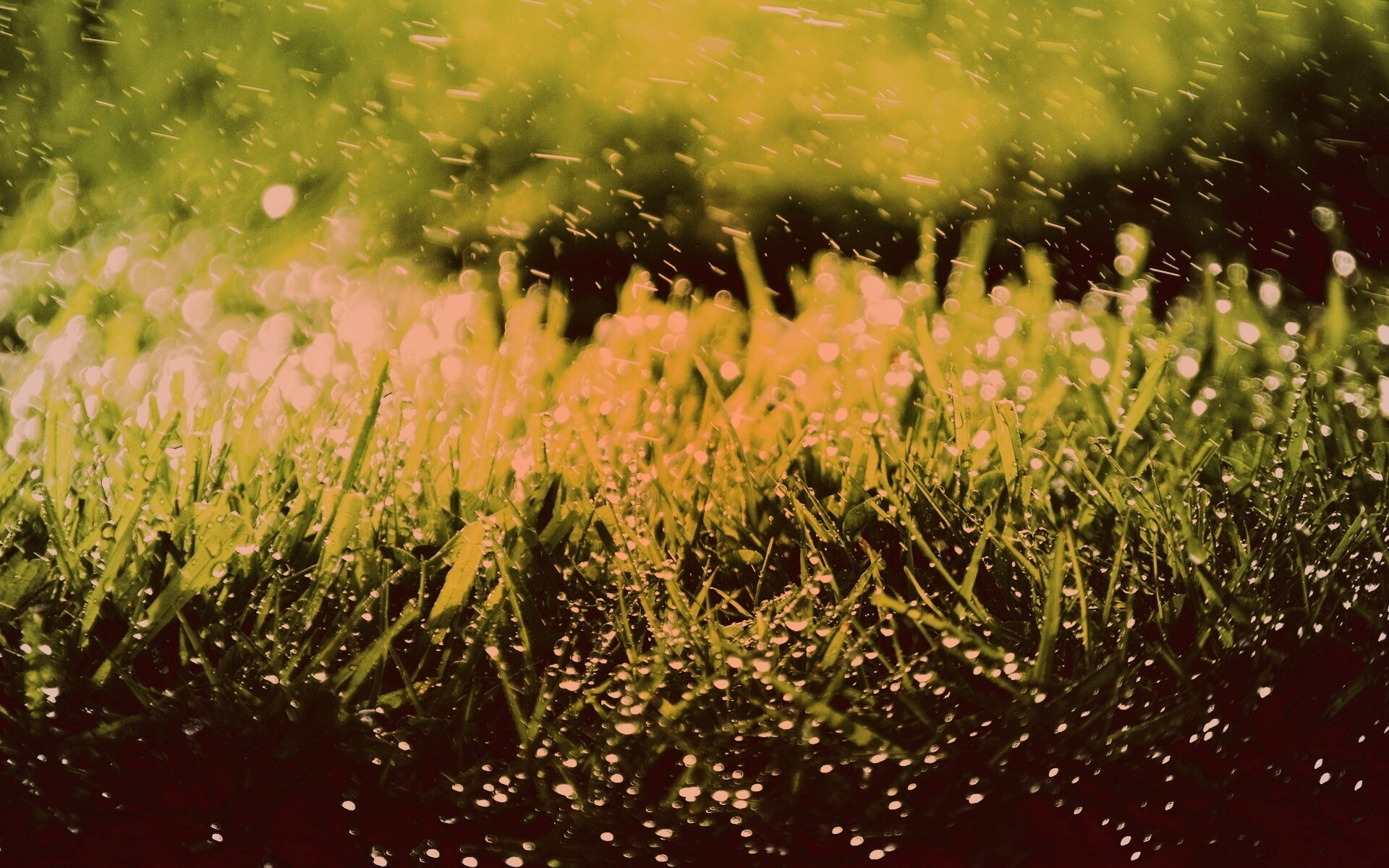 Роса на траве обои