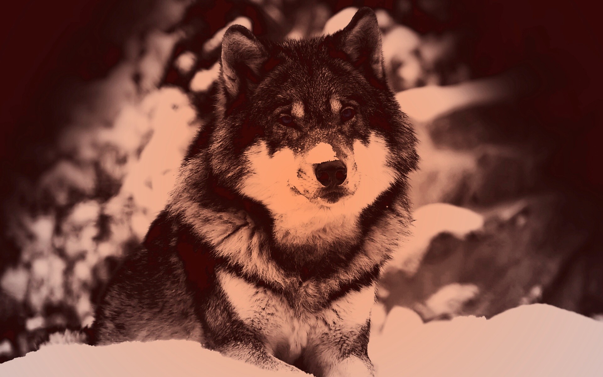 Волк с синими глазами обои