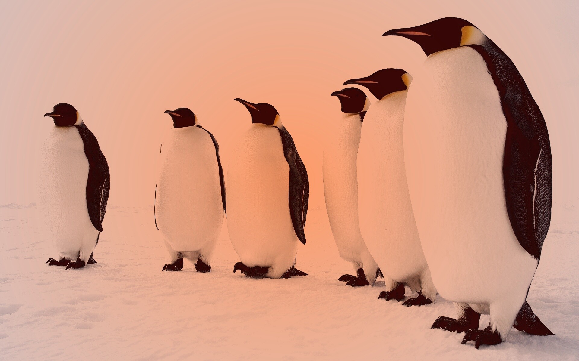 Слет пингвинов обои