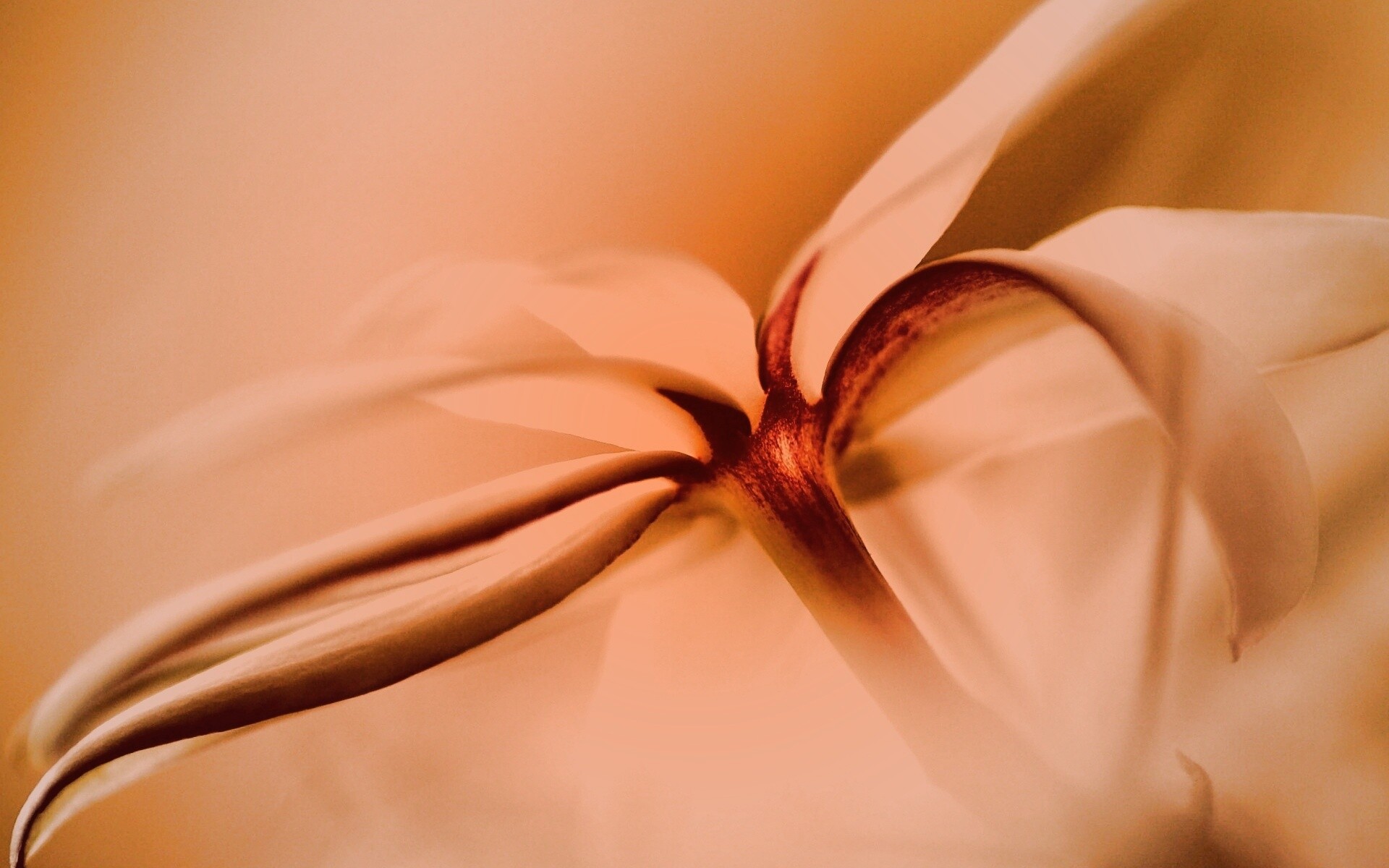 Цветок обои