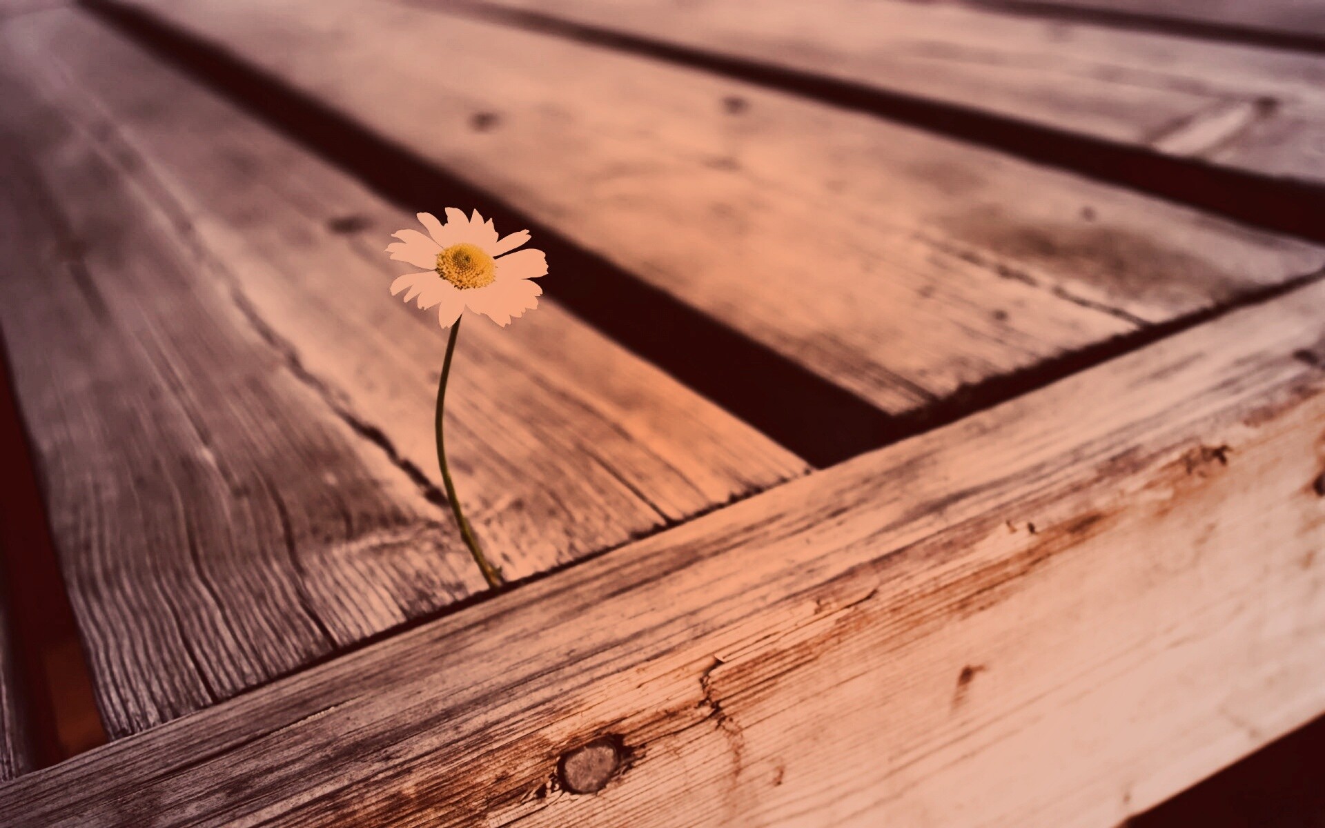 Жизнь среди смерти обои