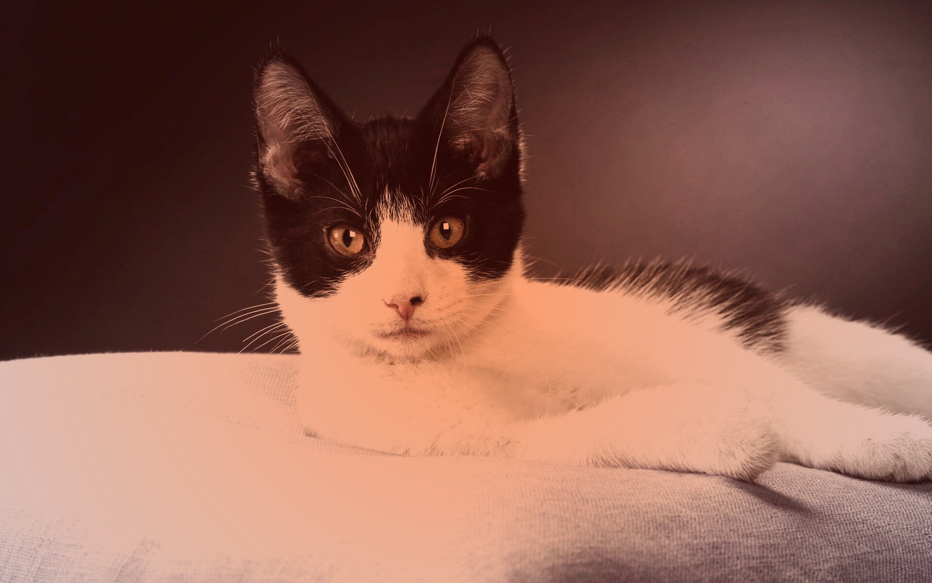 Кот на подушке обои