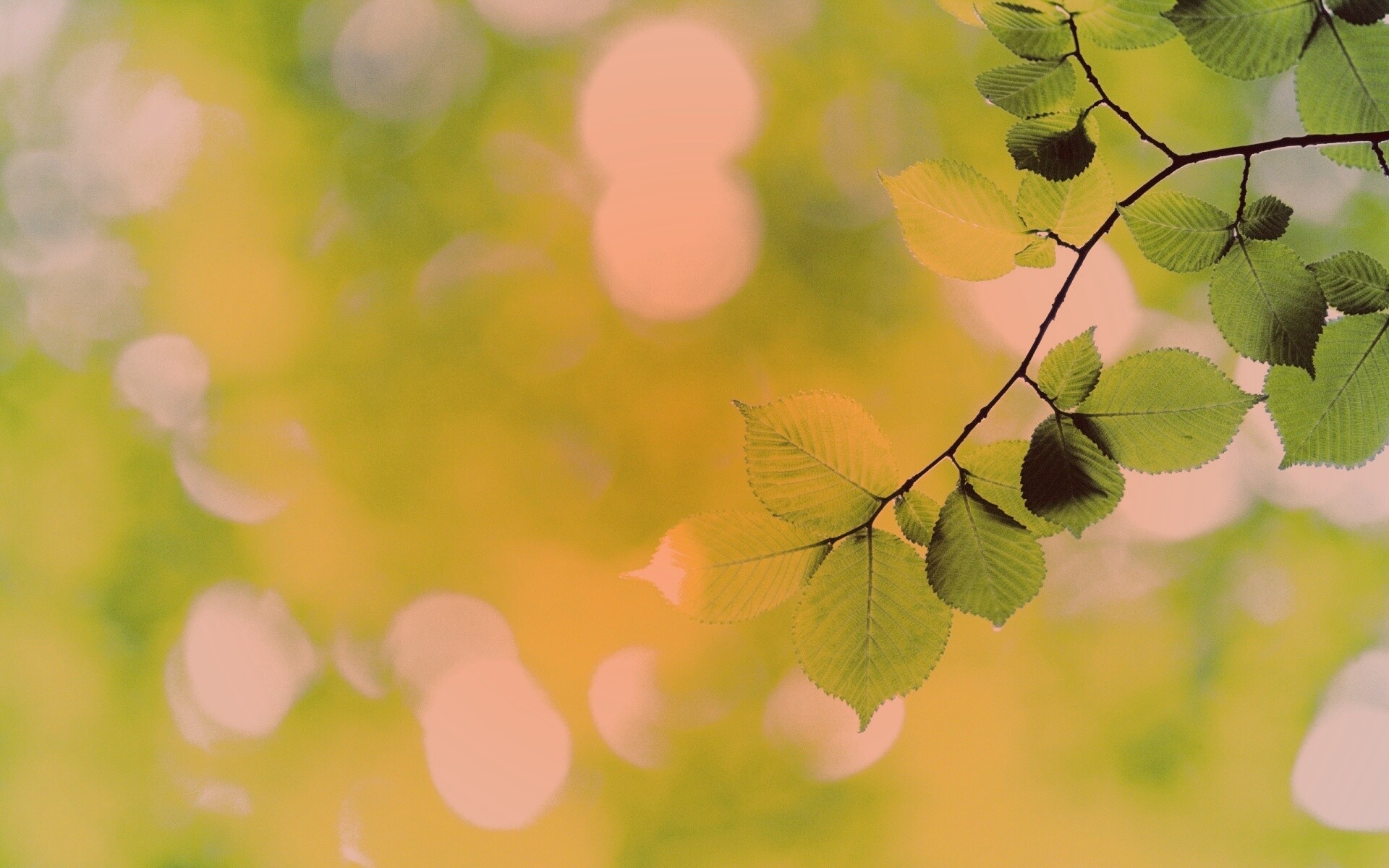 Зеленая ветка с листьями обои