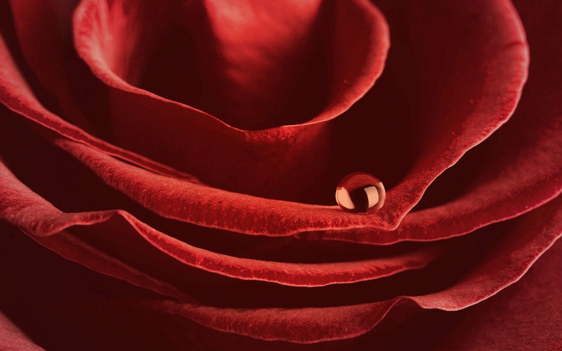 Капля воды на лепестке розы обои