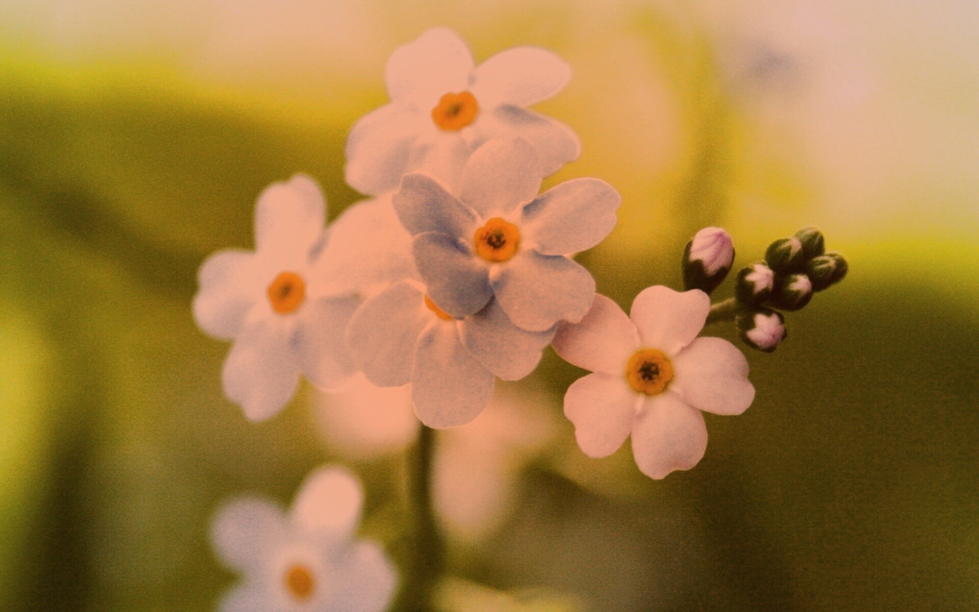 Обои цветов обои