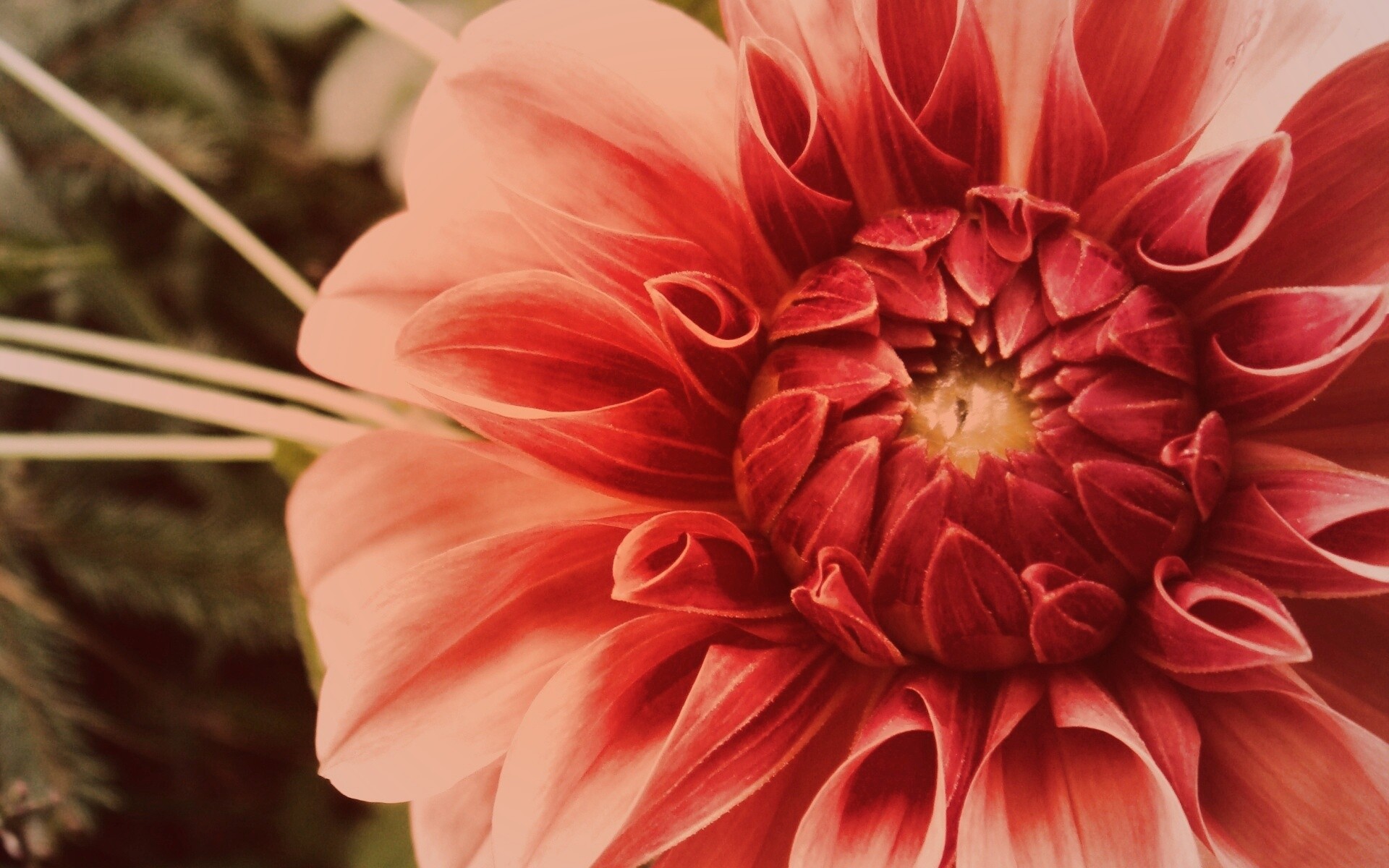 Аленький цветочек обои