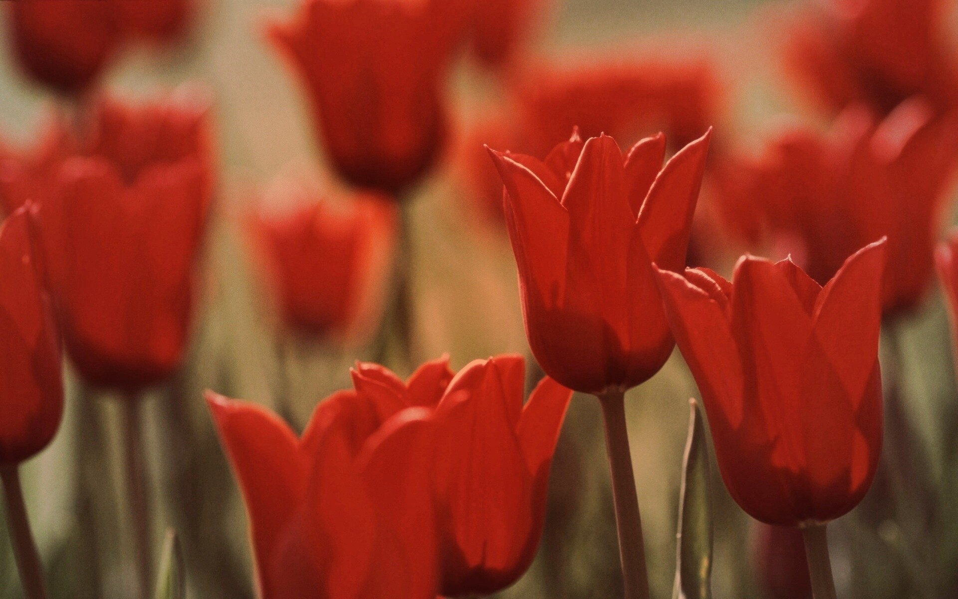 Красные цветы обои