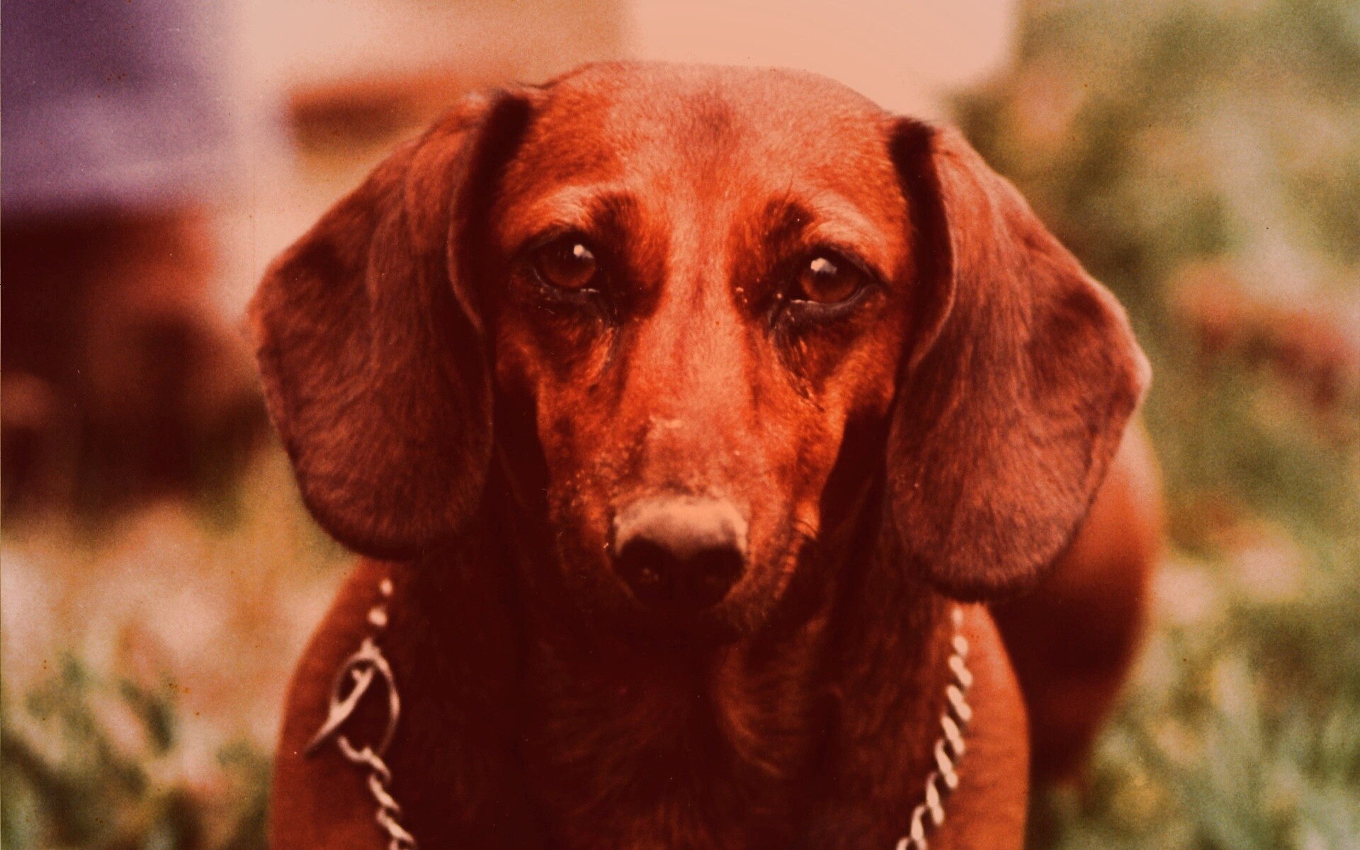 Рыжая такса обои