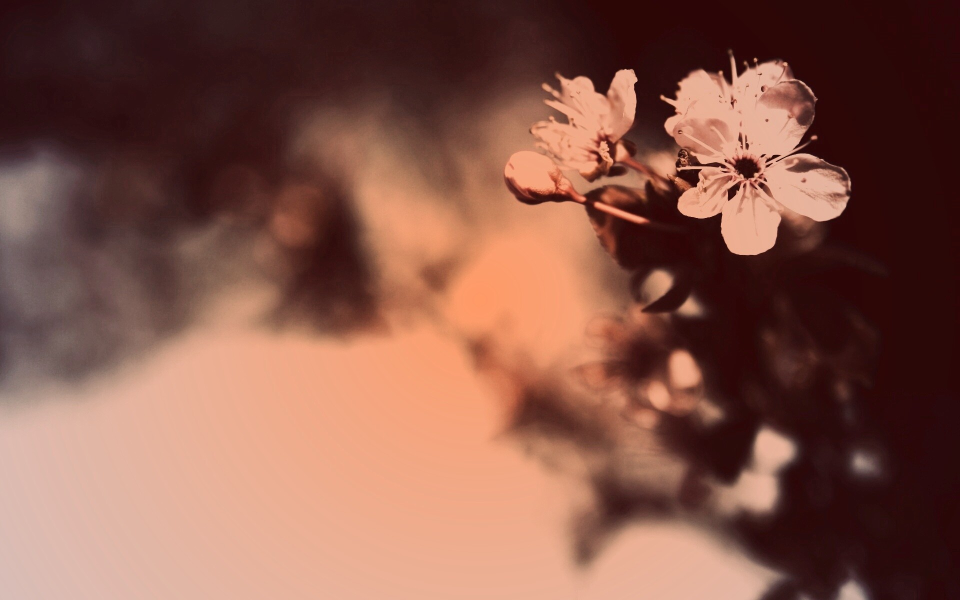 Цветок вишни обои