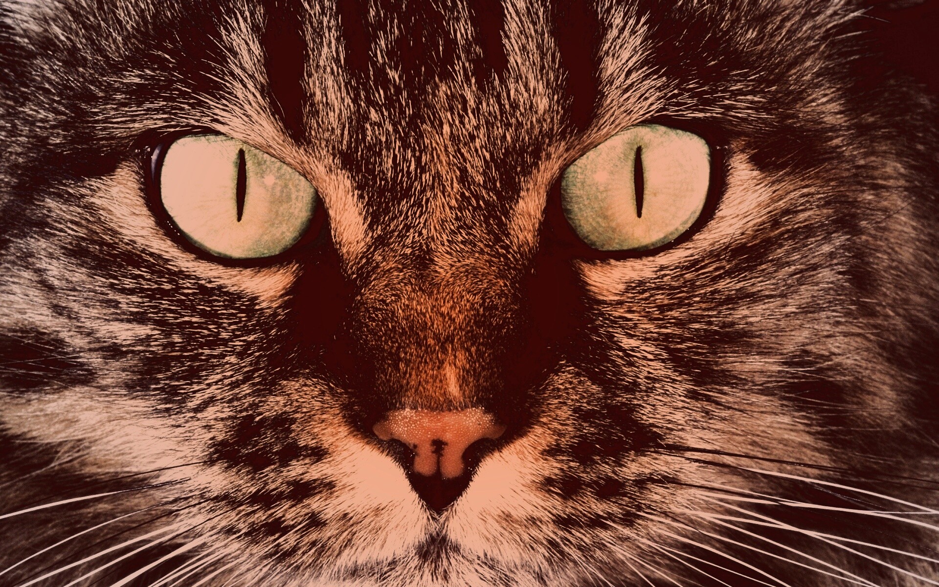 Кошачья морда обои