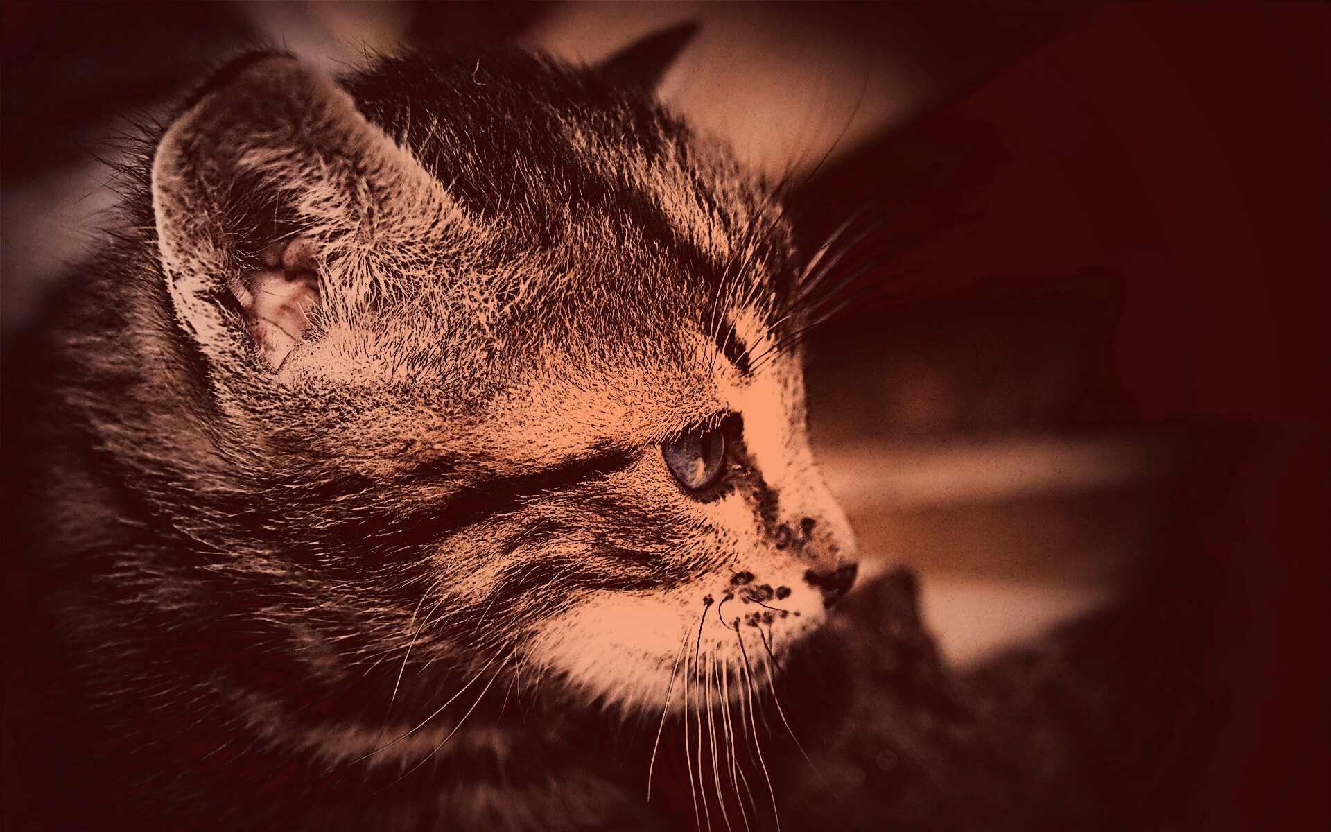 Котенок с голубыми глазами обои