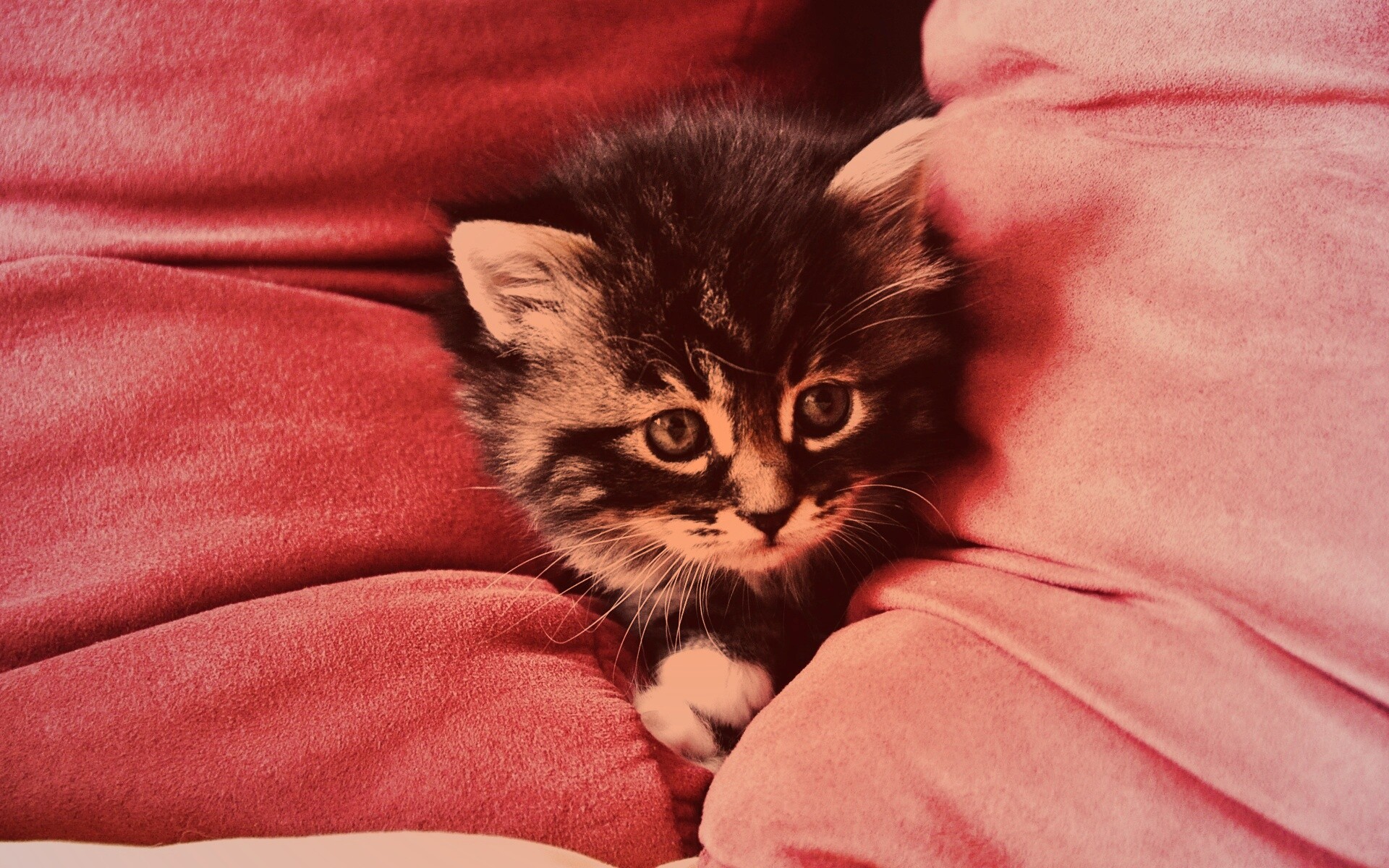 Котенок в подушках обои