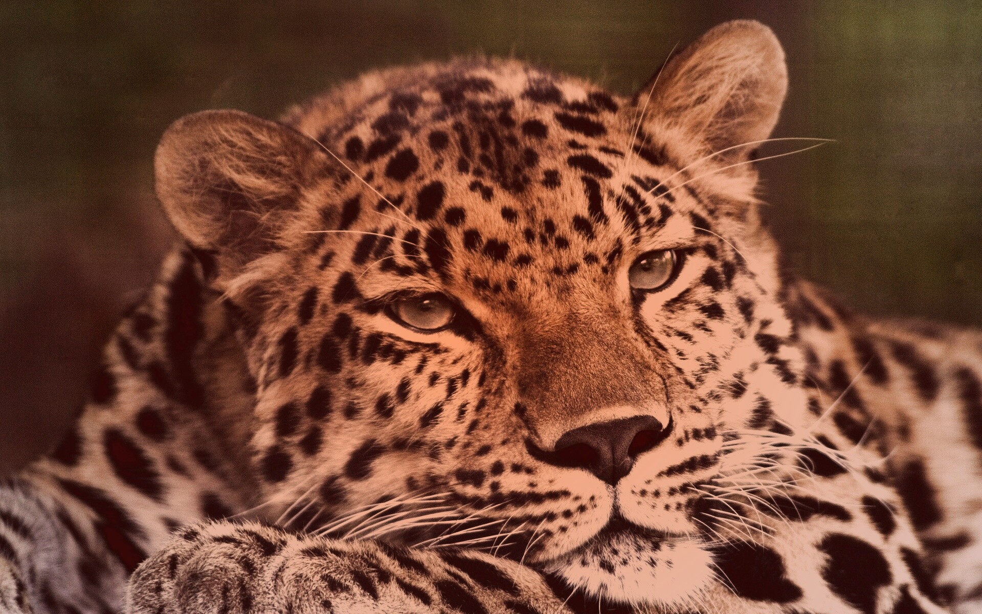 Злопасный ягуляр обои