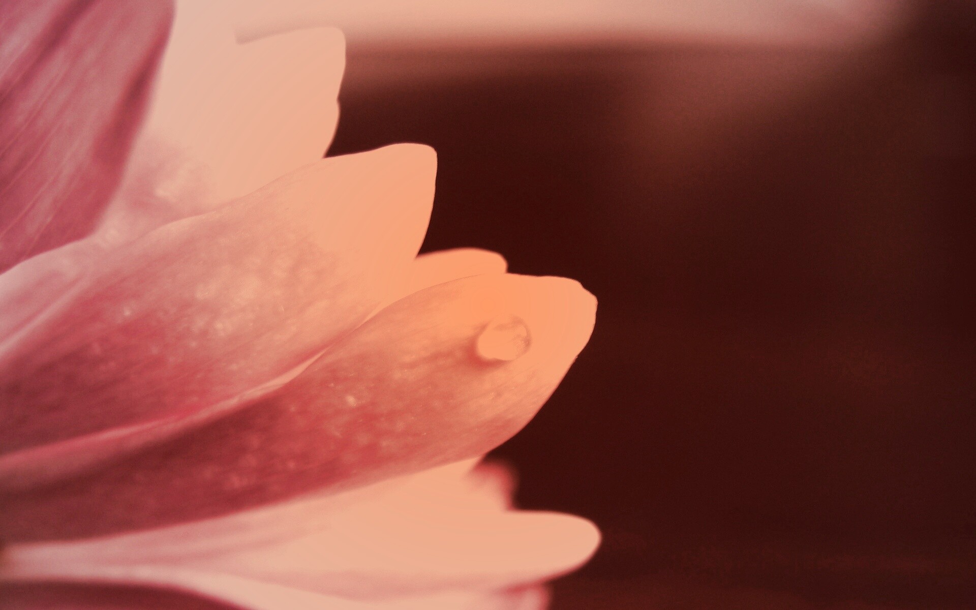 Капля на лепестке обои