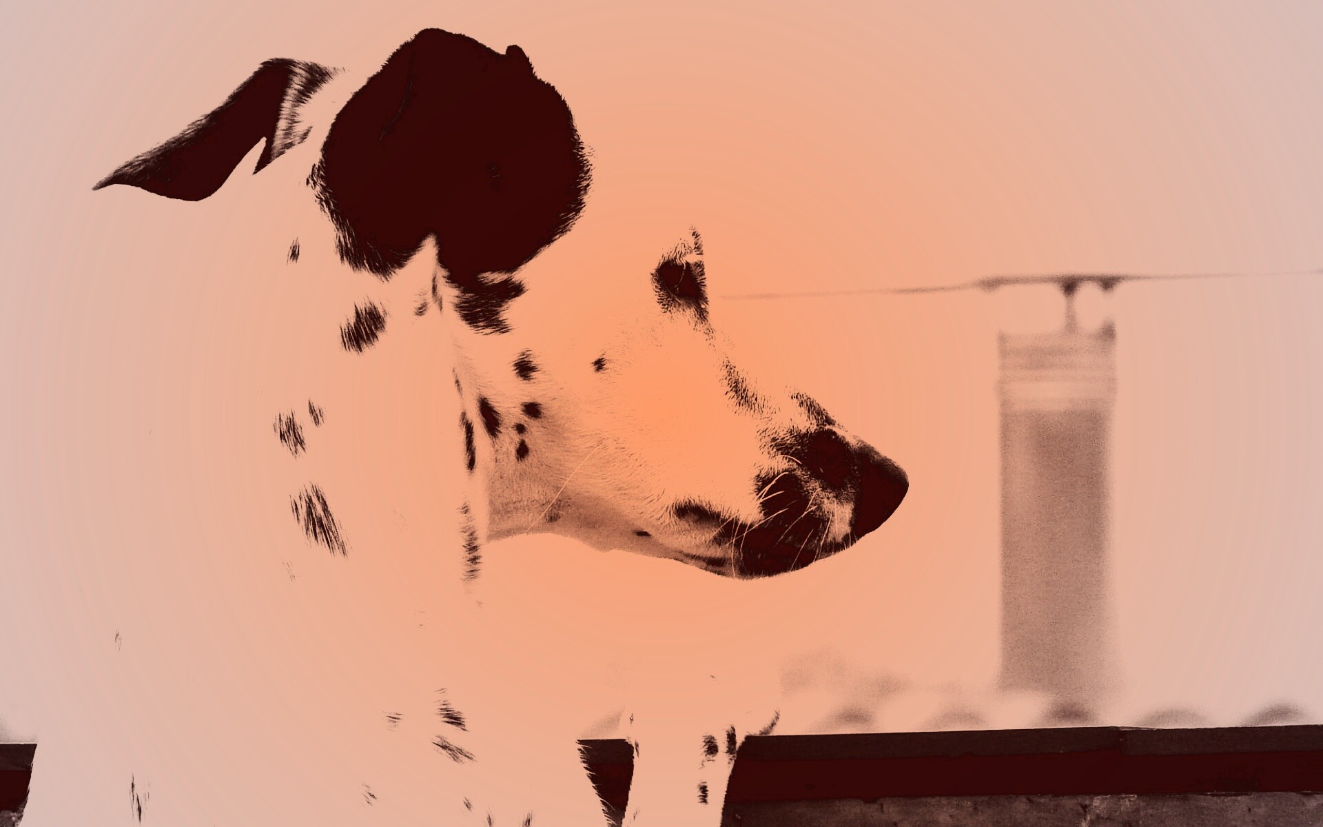 Долматинец смотрит вдаль обои