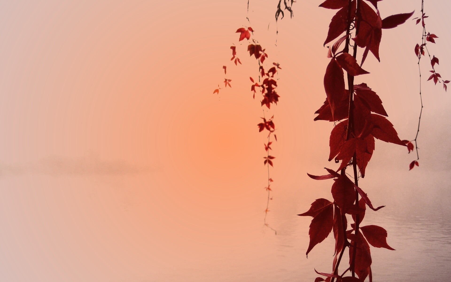 Ветви красного дерева обои