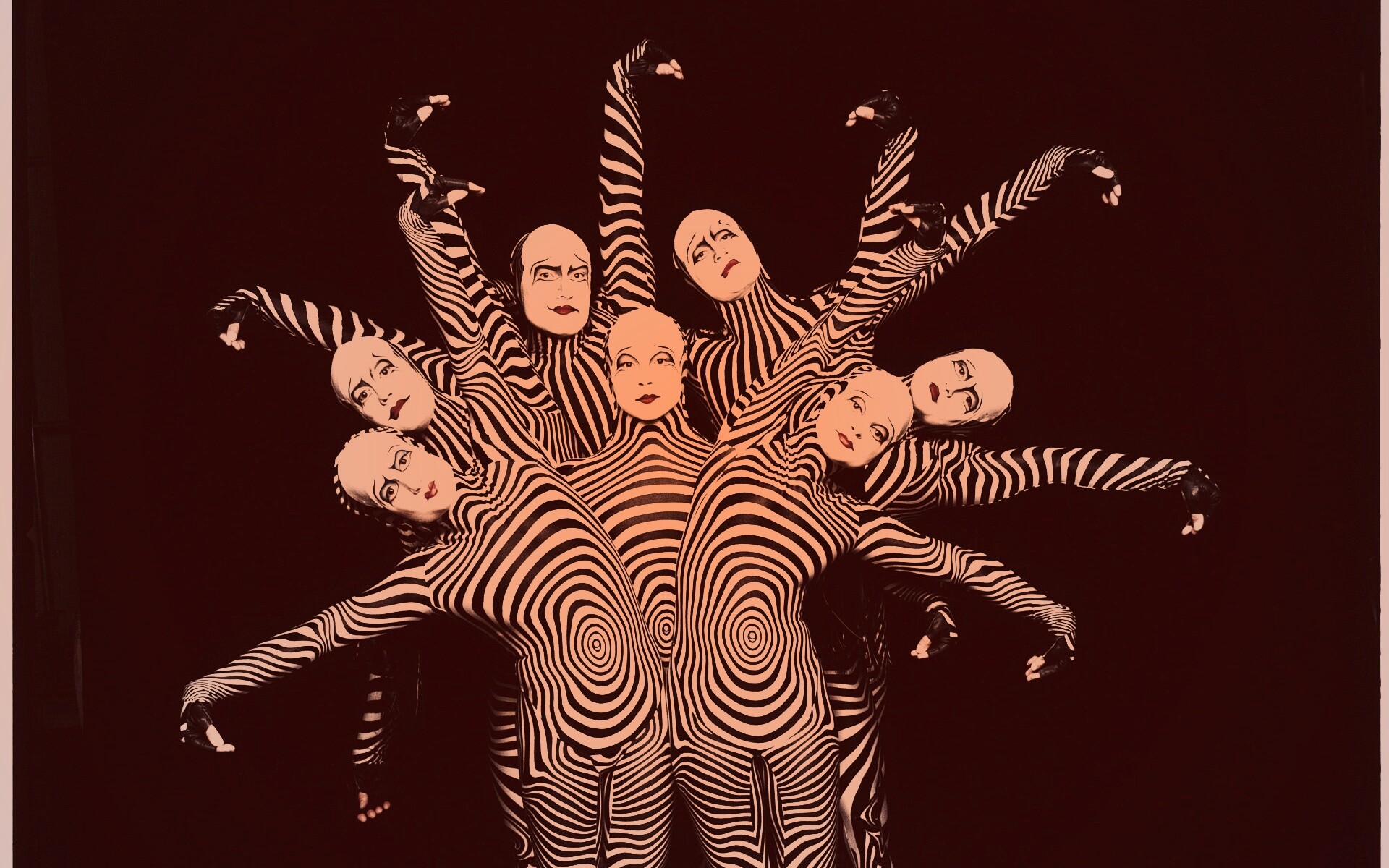 Зеброиды (актеры цирка дю солей) обои