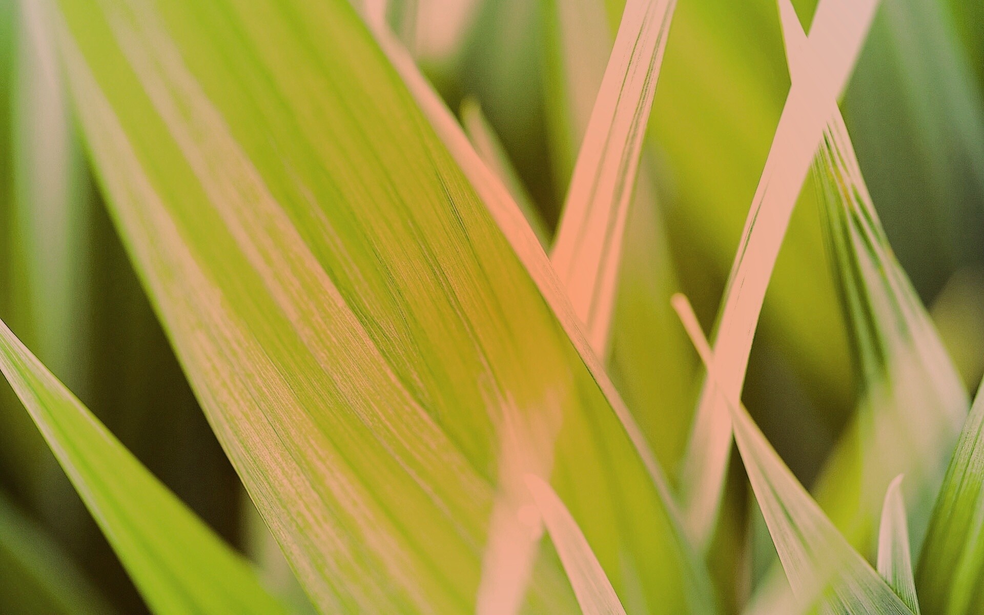 Идеальный кусочек зелени обои