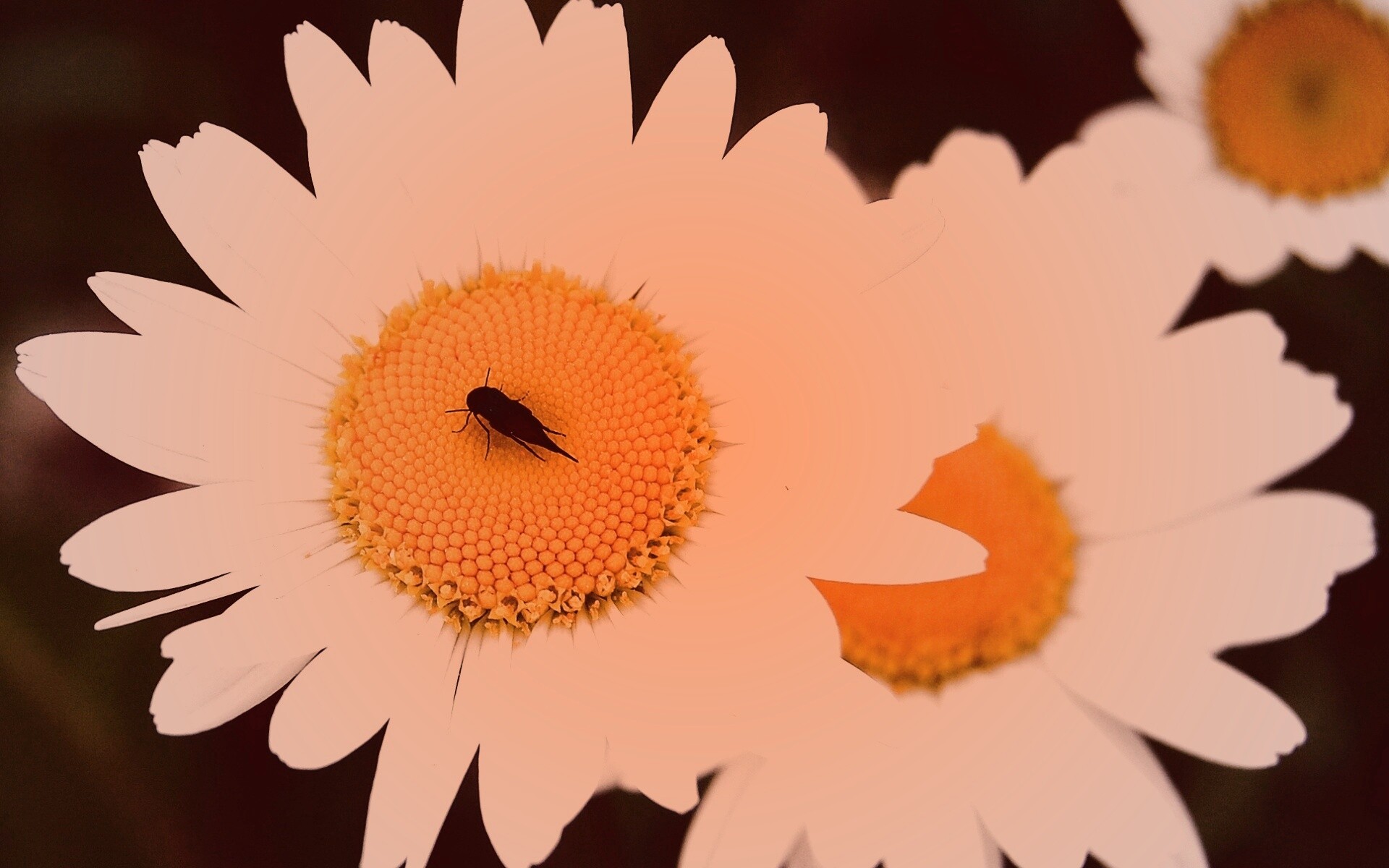 Ромашки обои