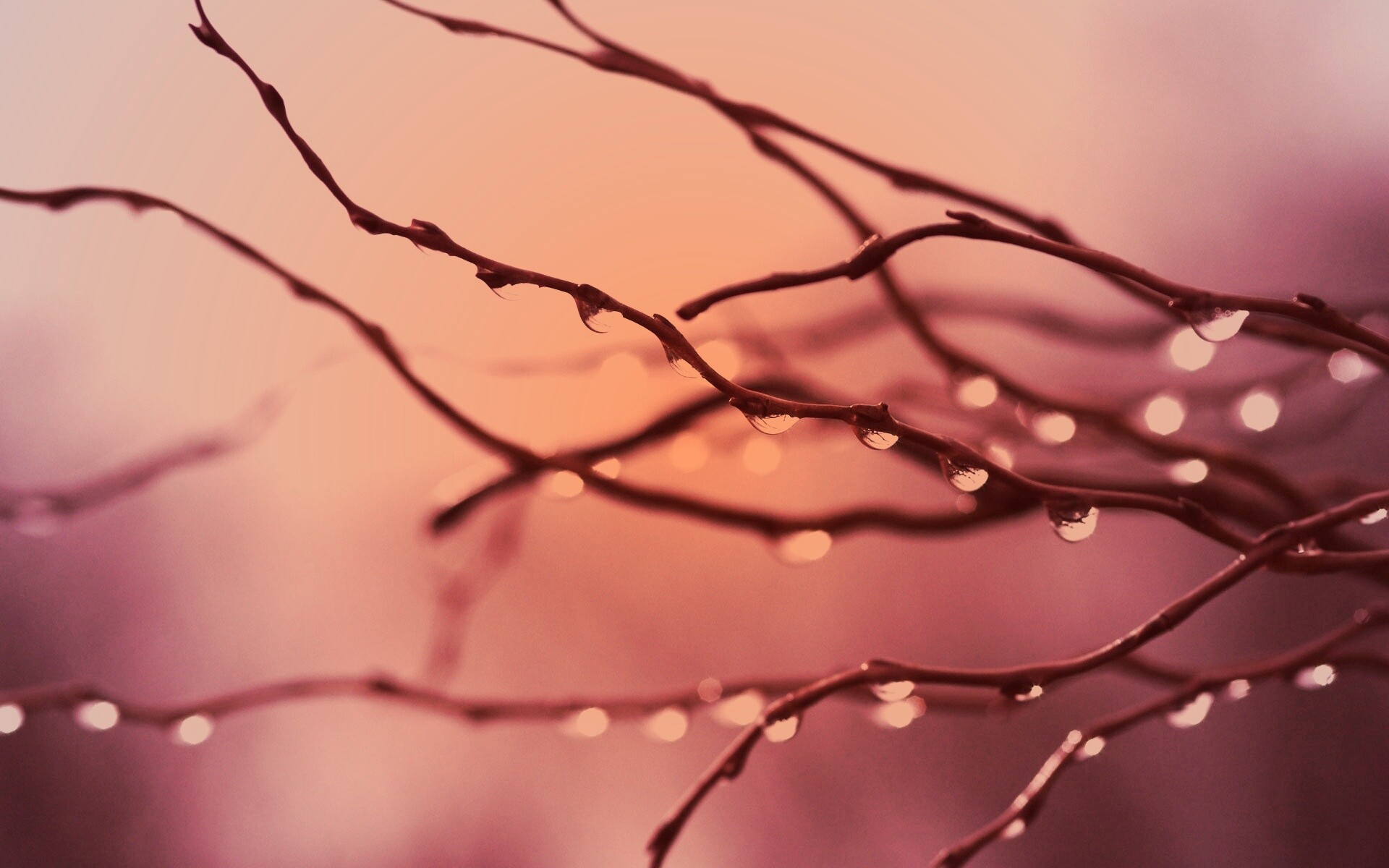 Капли на ветке обои