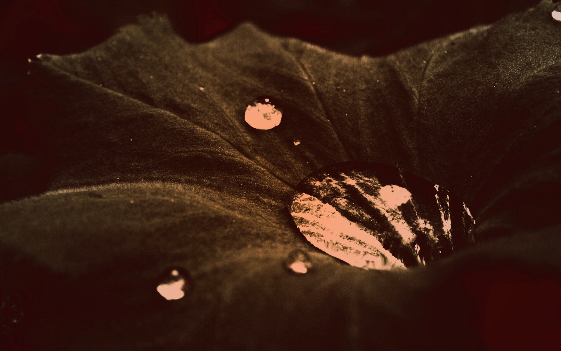 Капля в листе обои