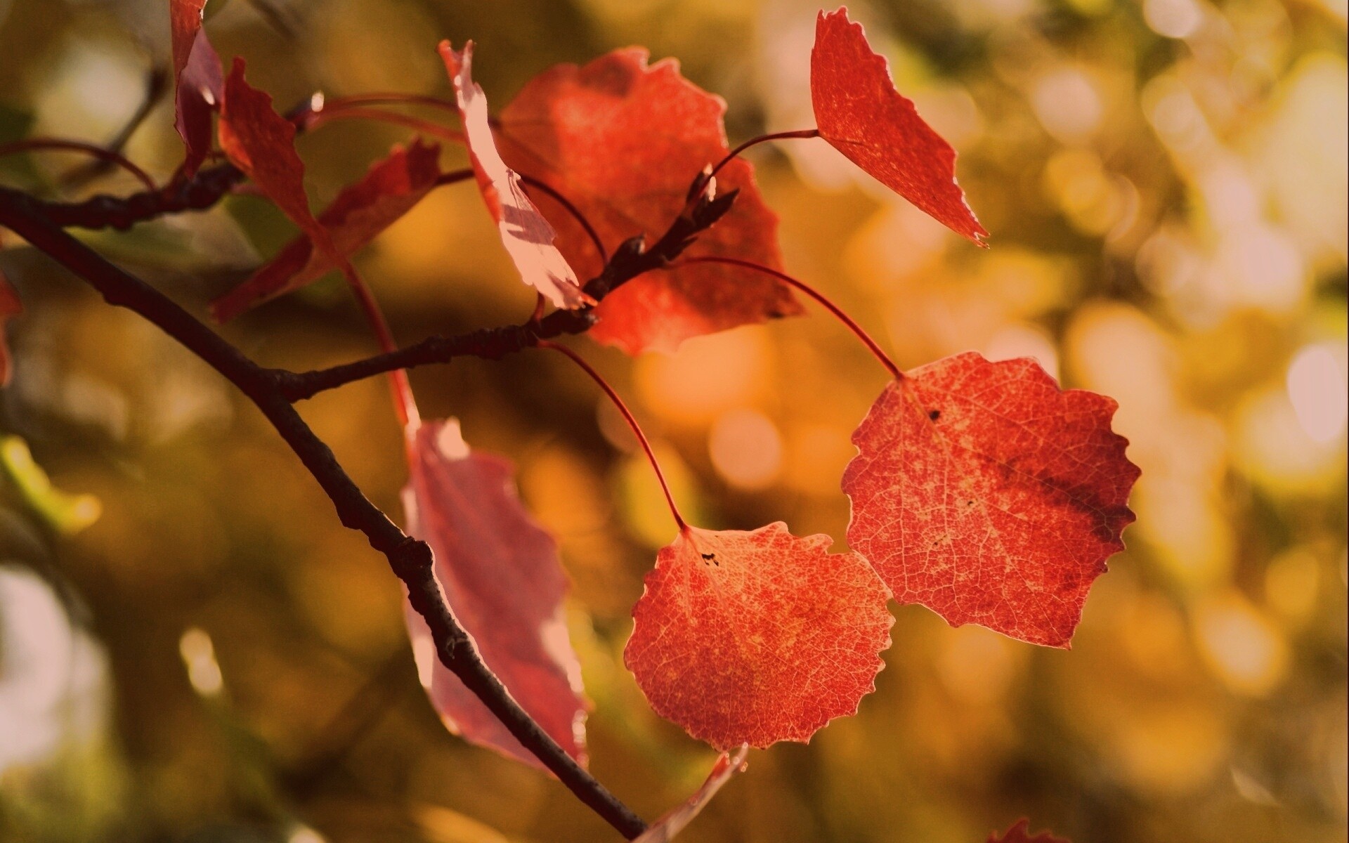 Красные листья обои