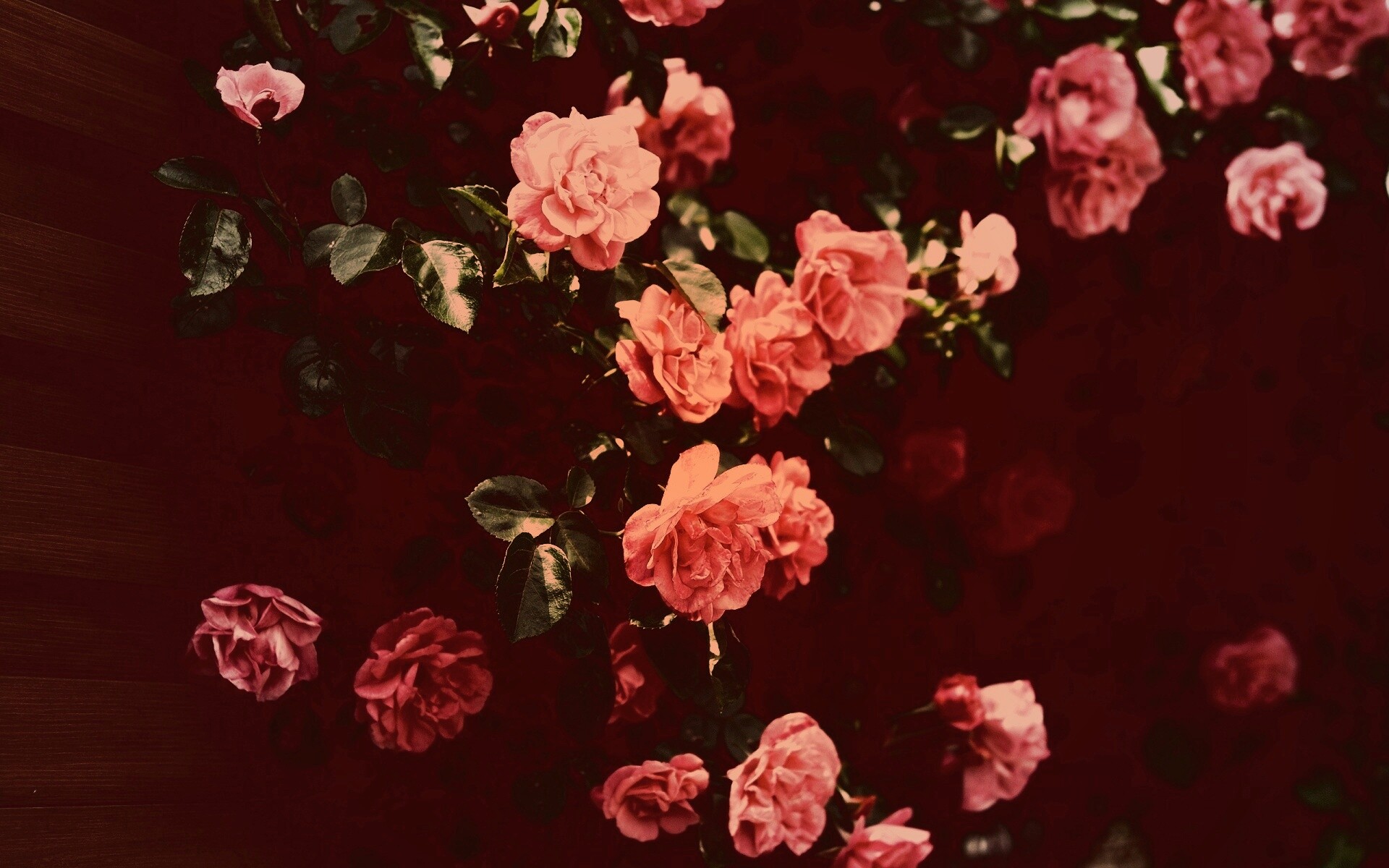 Розовый куст обои